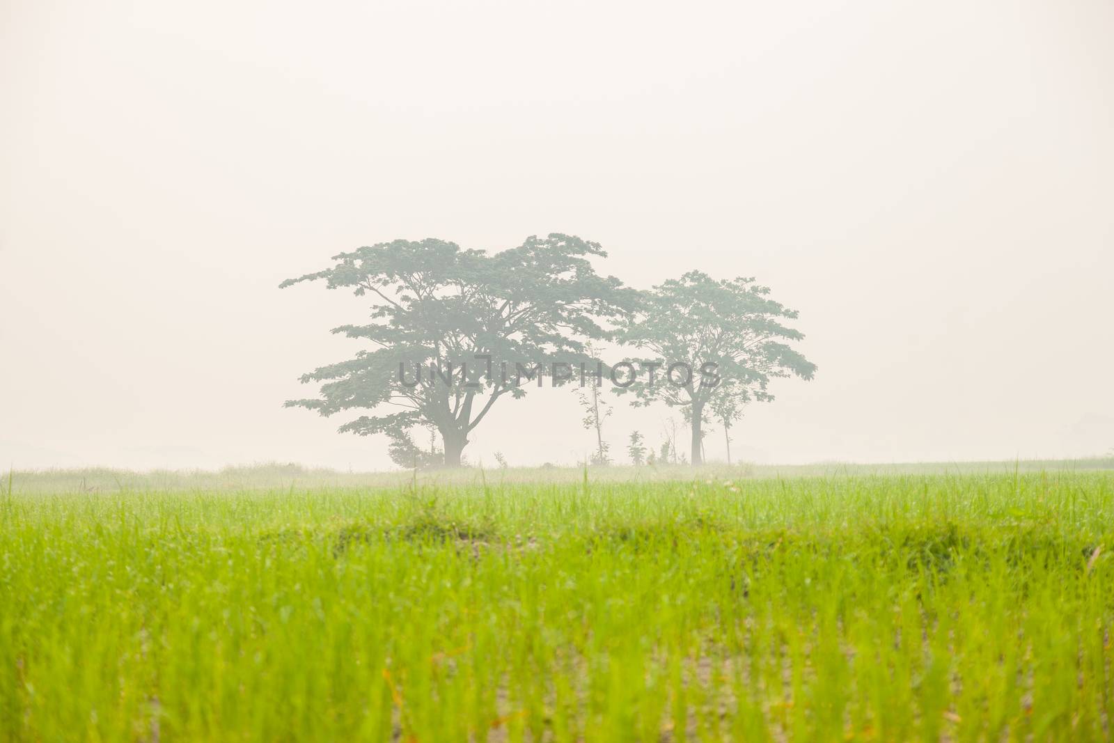Trees in rice fields by a454