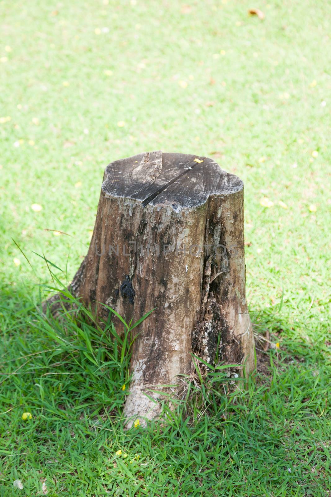 Stump on the lawn. The old tree stump and cut dry on the grass in the park.