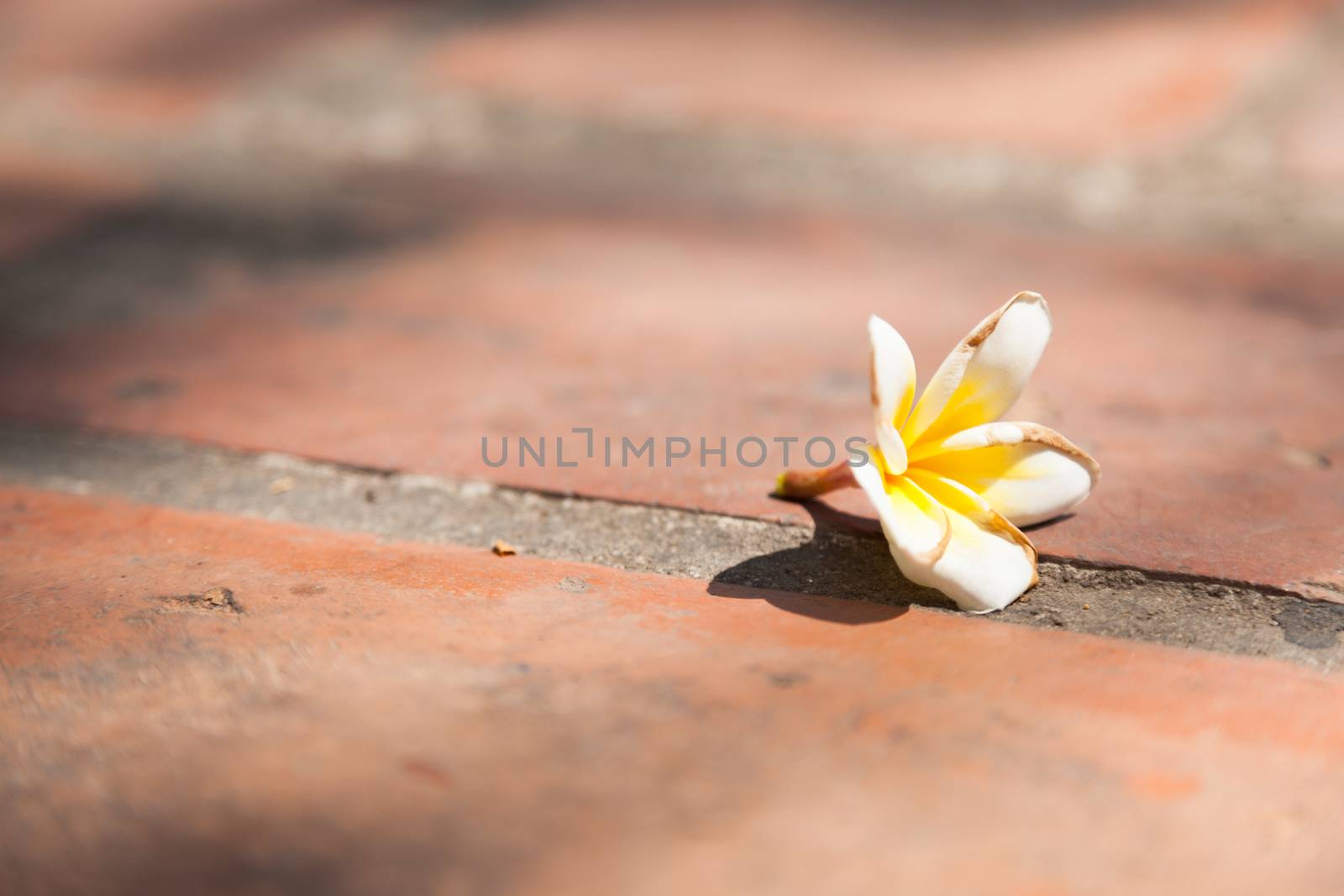 White flower on the ground by a454