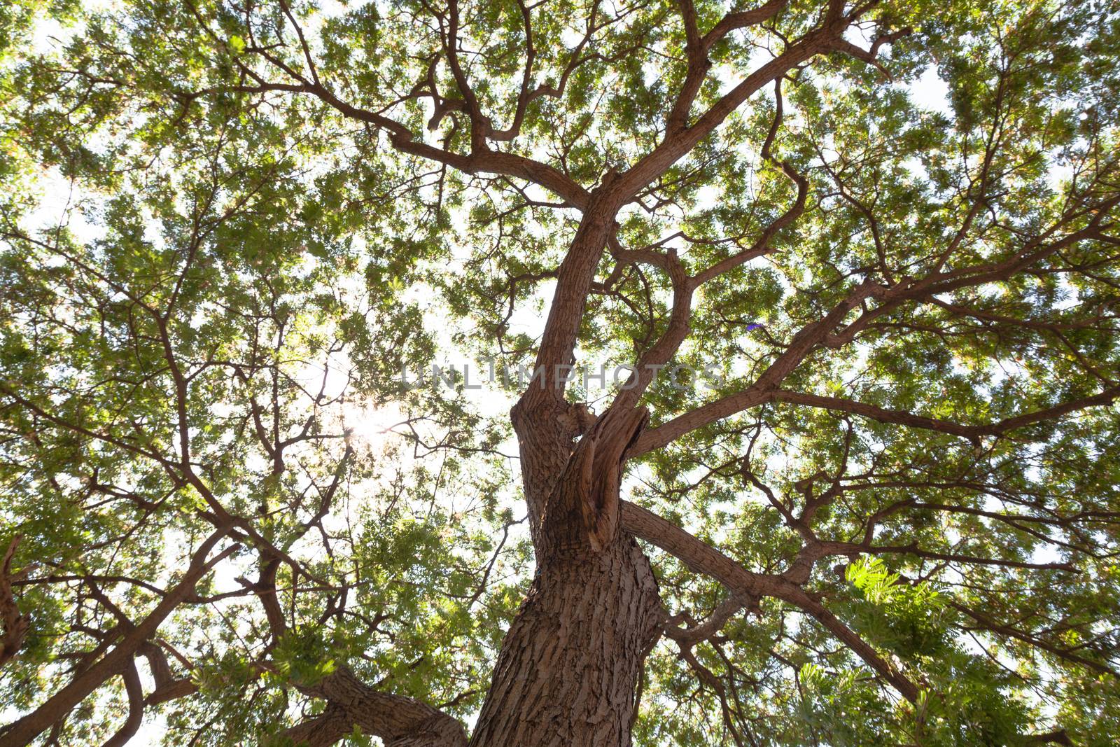 Under the big tree Tree branches out to a wide park.