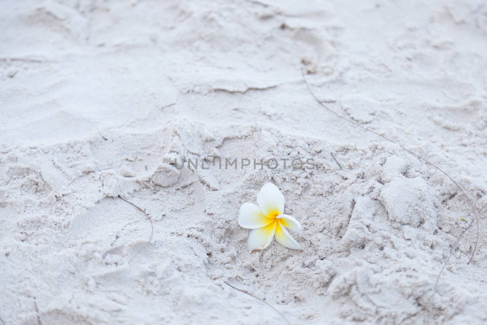 Flower on the sand White flower on the beach. Falling from a tree