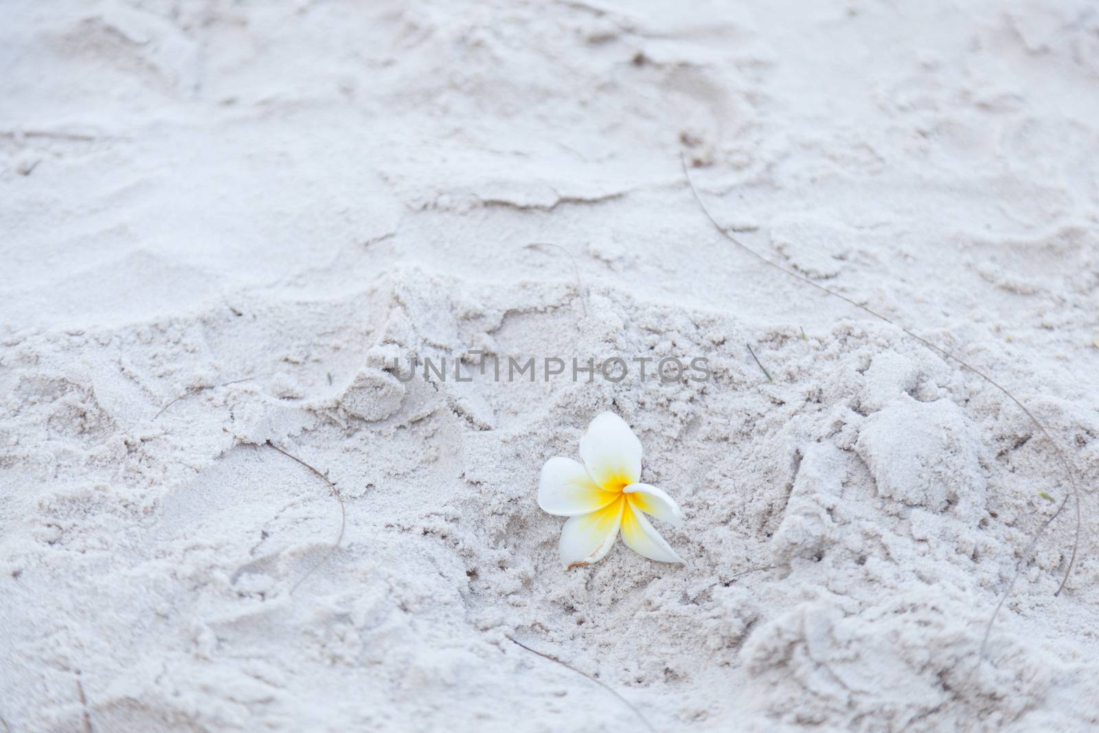 Flower on the sand by a454