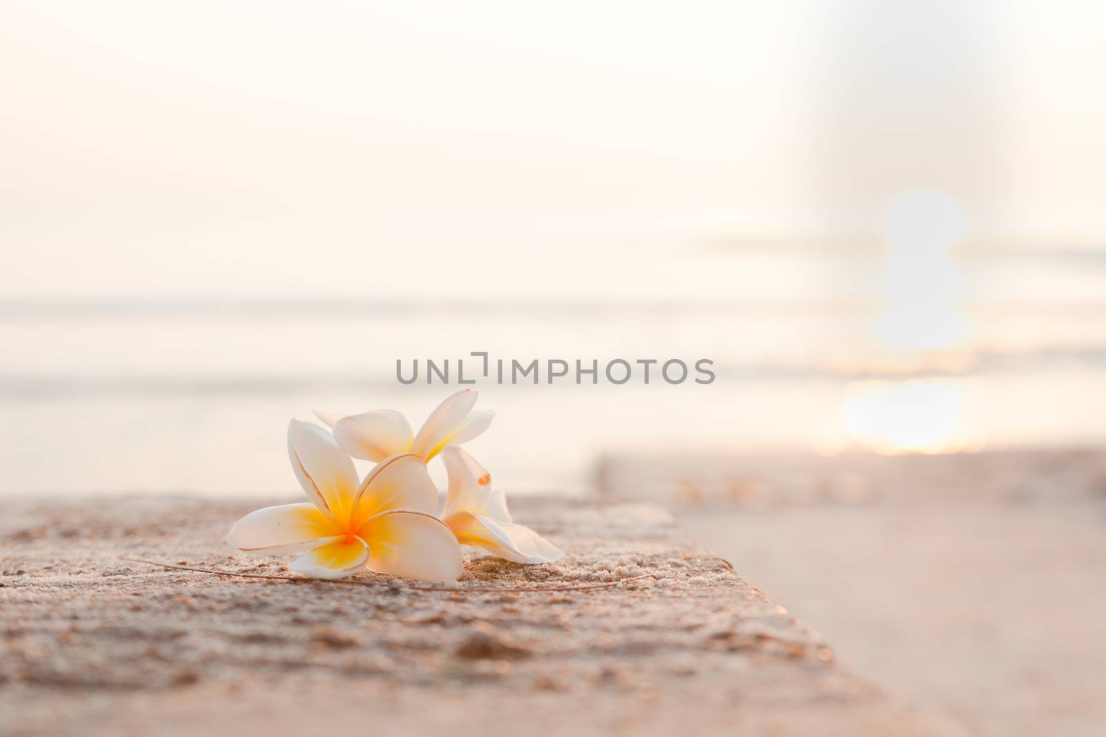 Flower on the floor White flower lay on the floor. Behind the sea