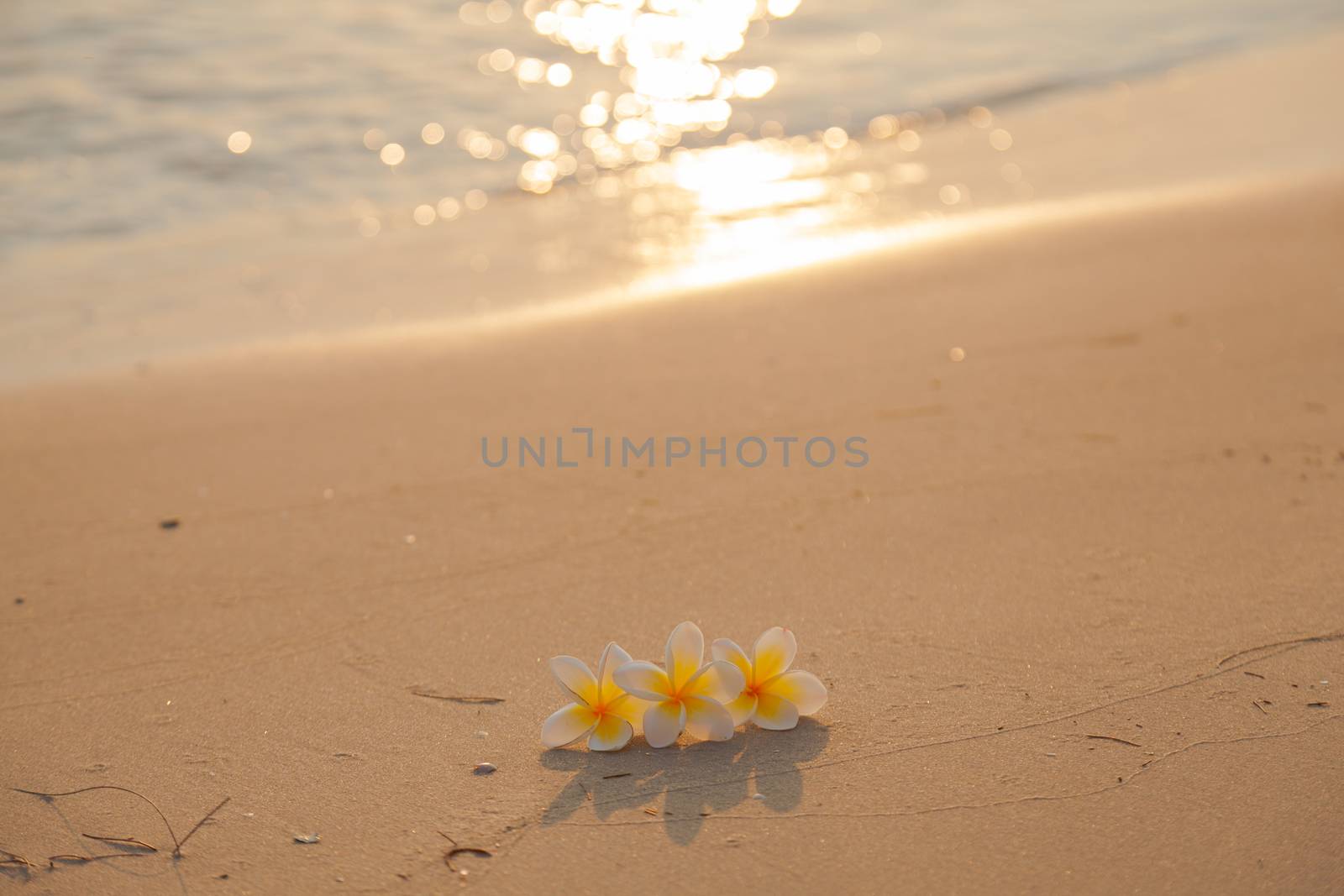 Flower on the sand. White flower on the beach in the morning sunlight shining from behind.
