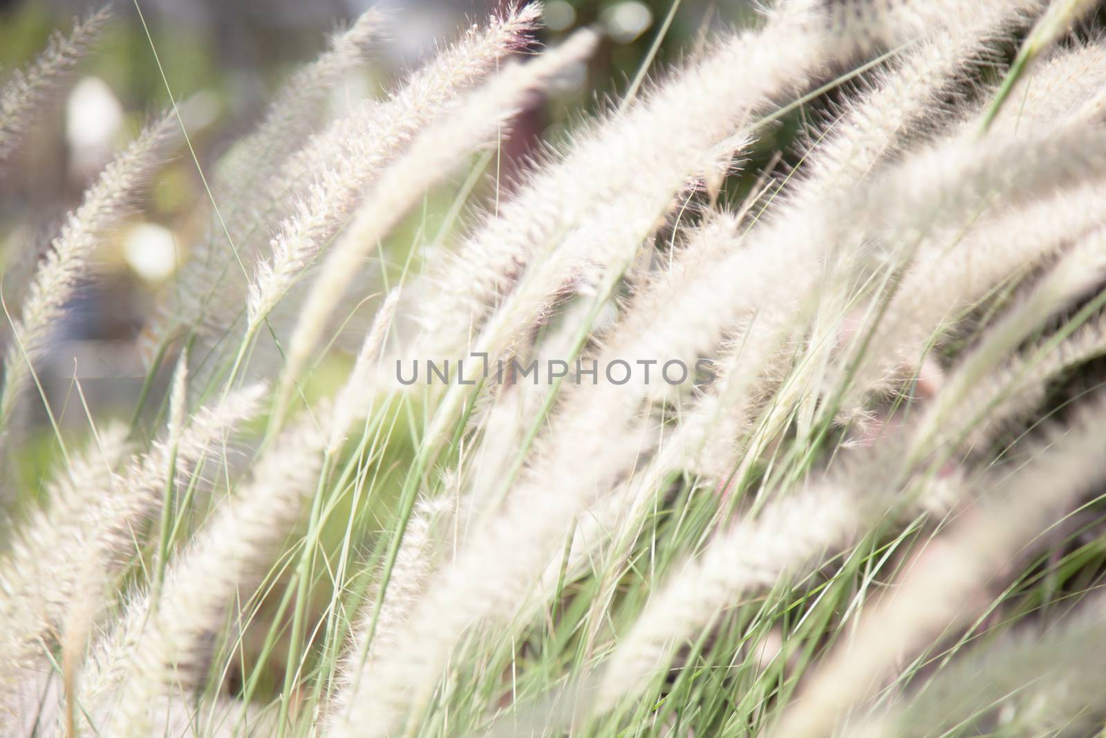 Flower of grass Rail slender grass and flowers can be blown in the wind.