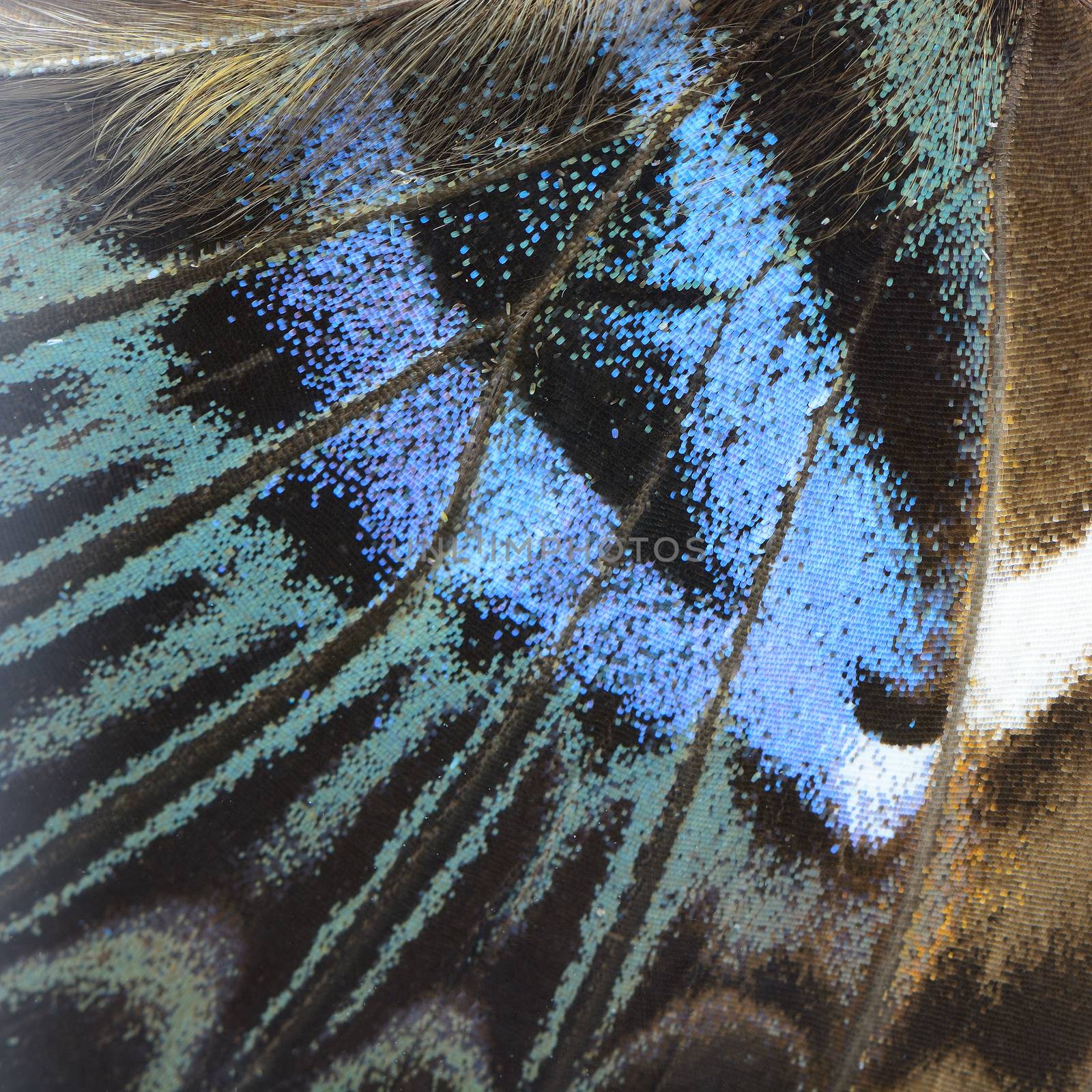 Nature texture, derived from blue butterfly wing background