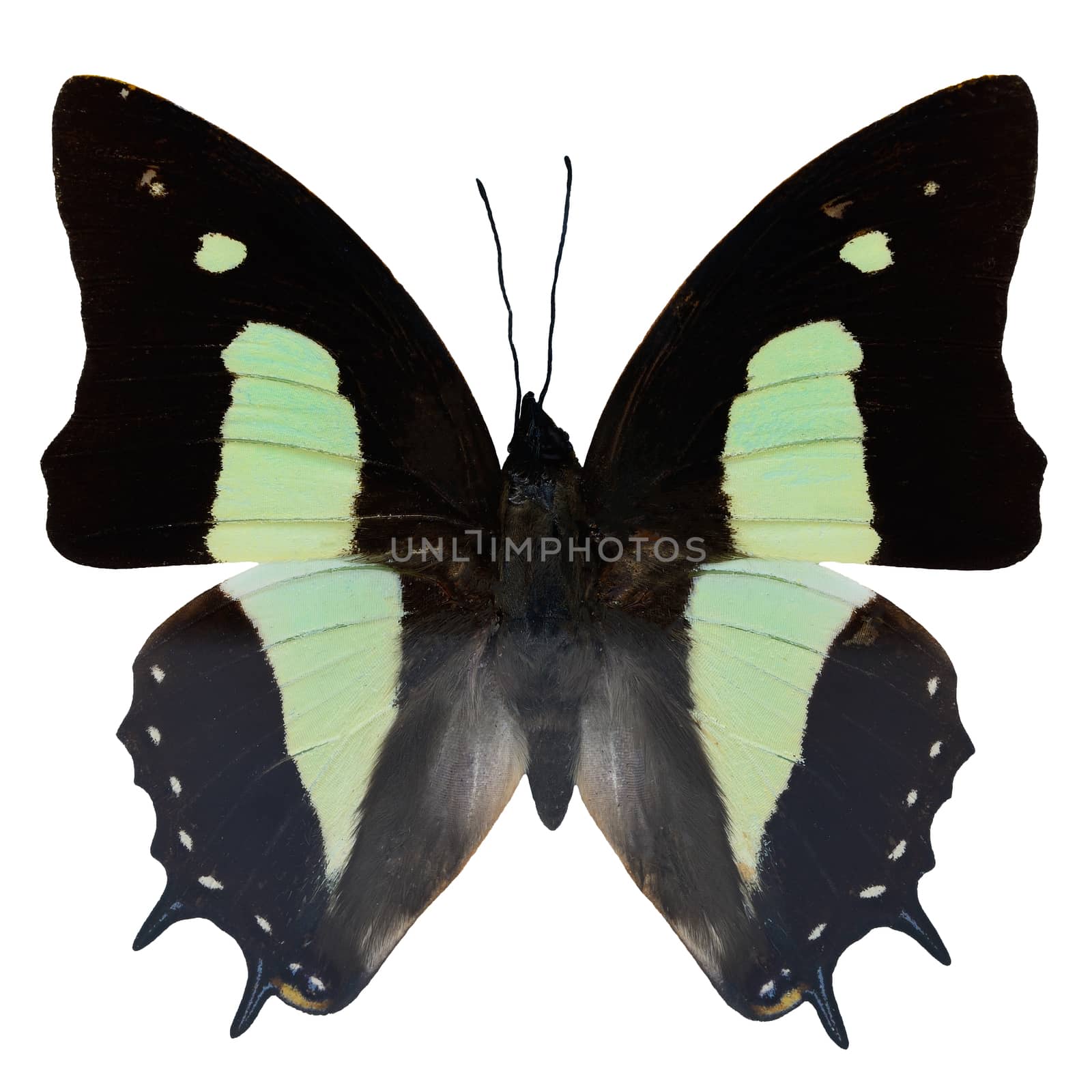 Common Nawab butterfly, (Polyura athama), upper wing profile, isolated on white background