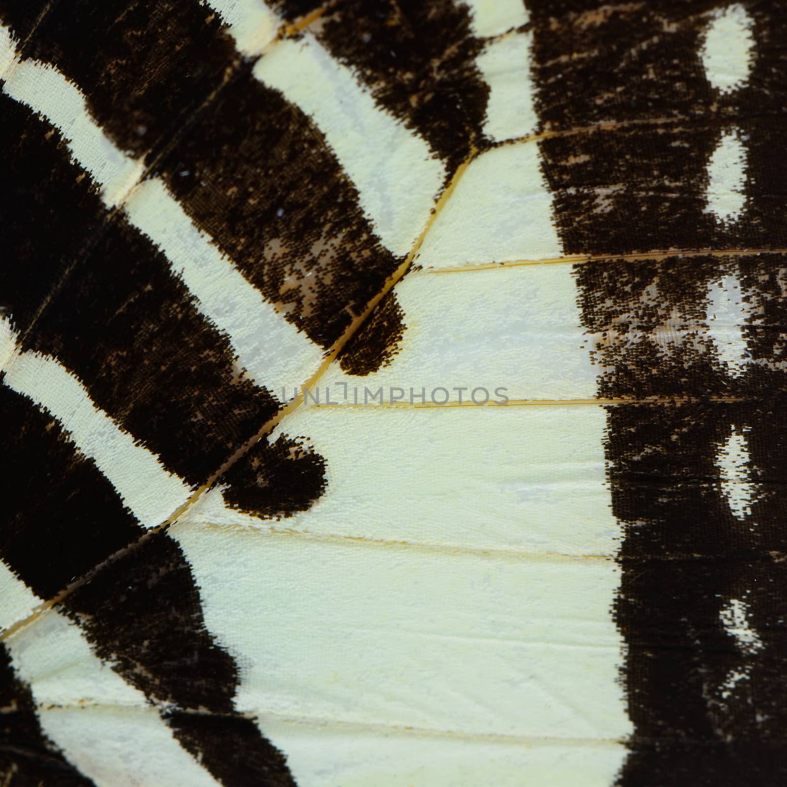 green and black butterfly wing by panuruangjan