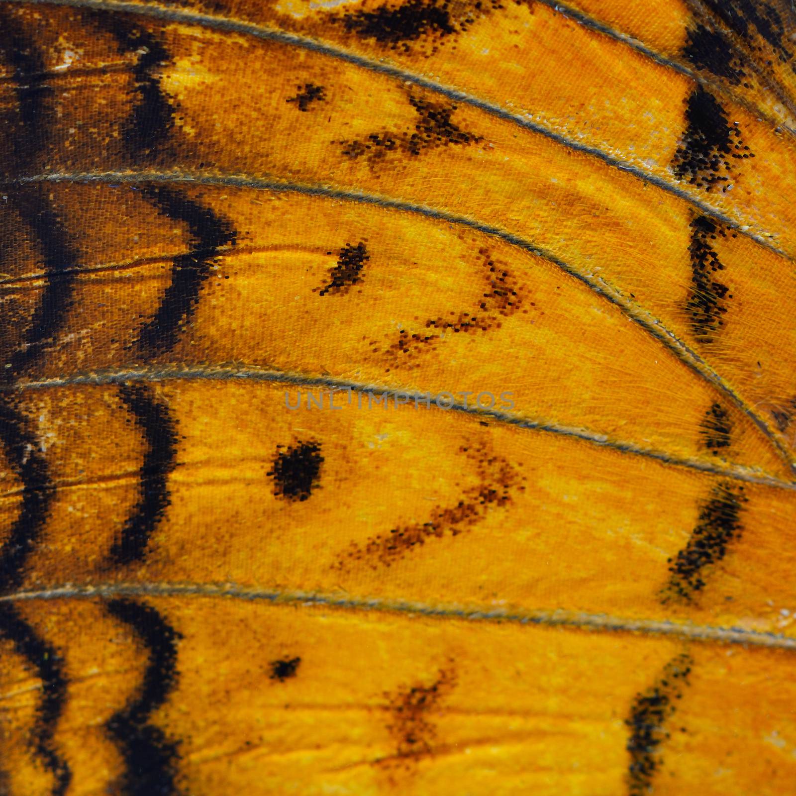 orange butterfly wing by panuruangjan