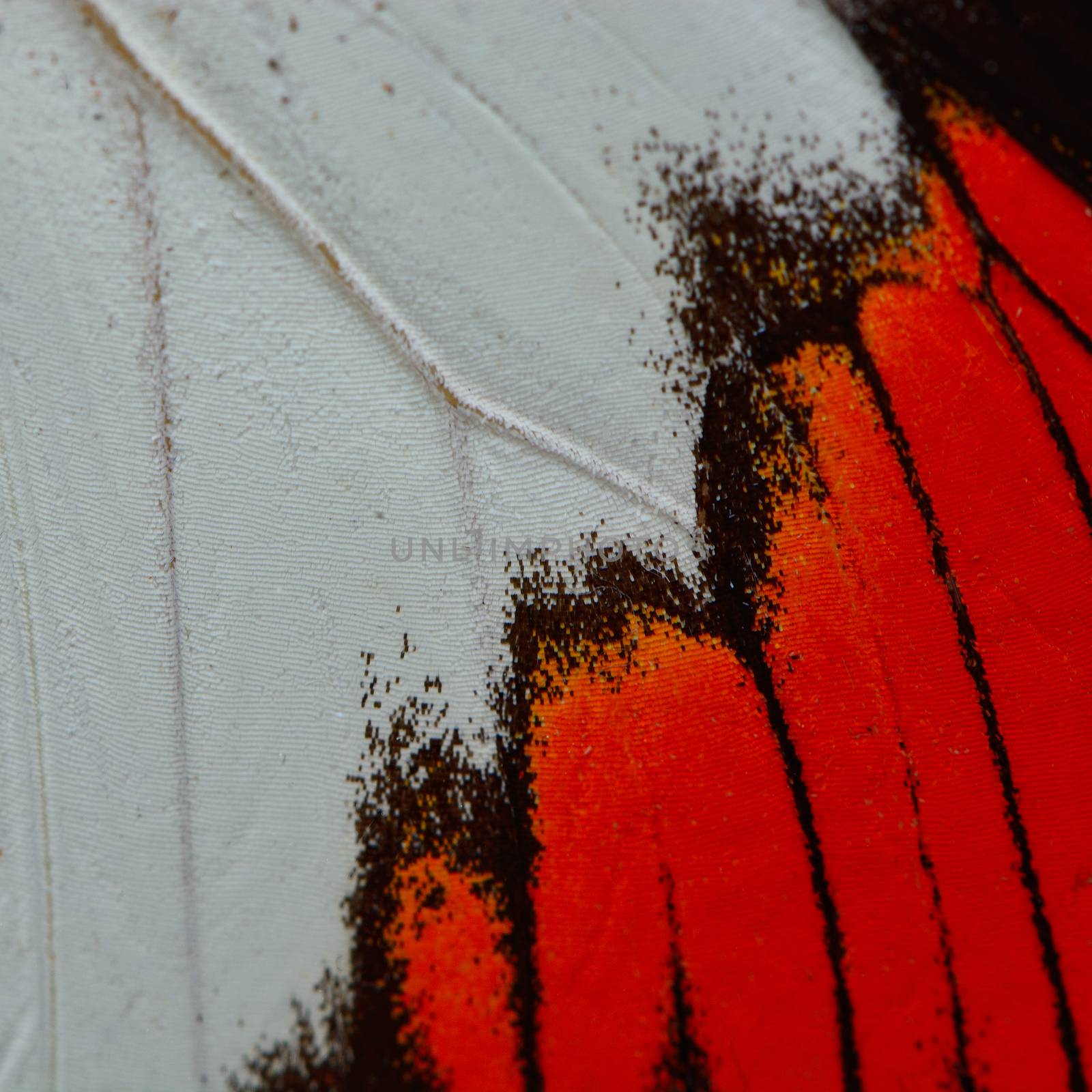 Nature texture, derived from red butterfly wing background