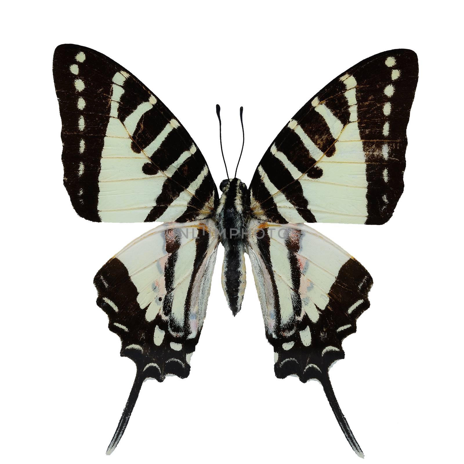 Spot Swordtail butterfly by panuruangjan