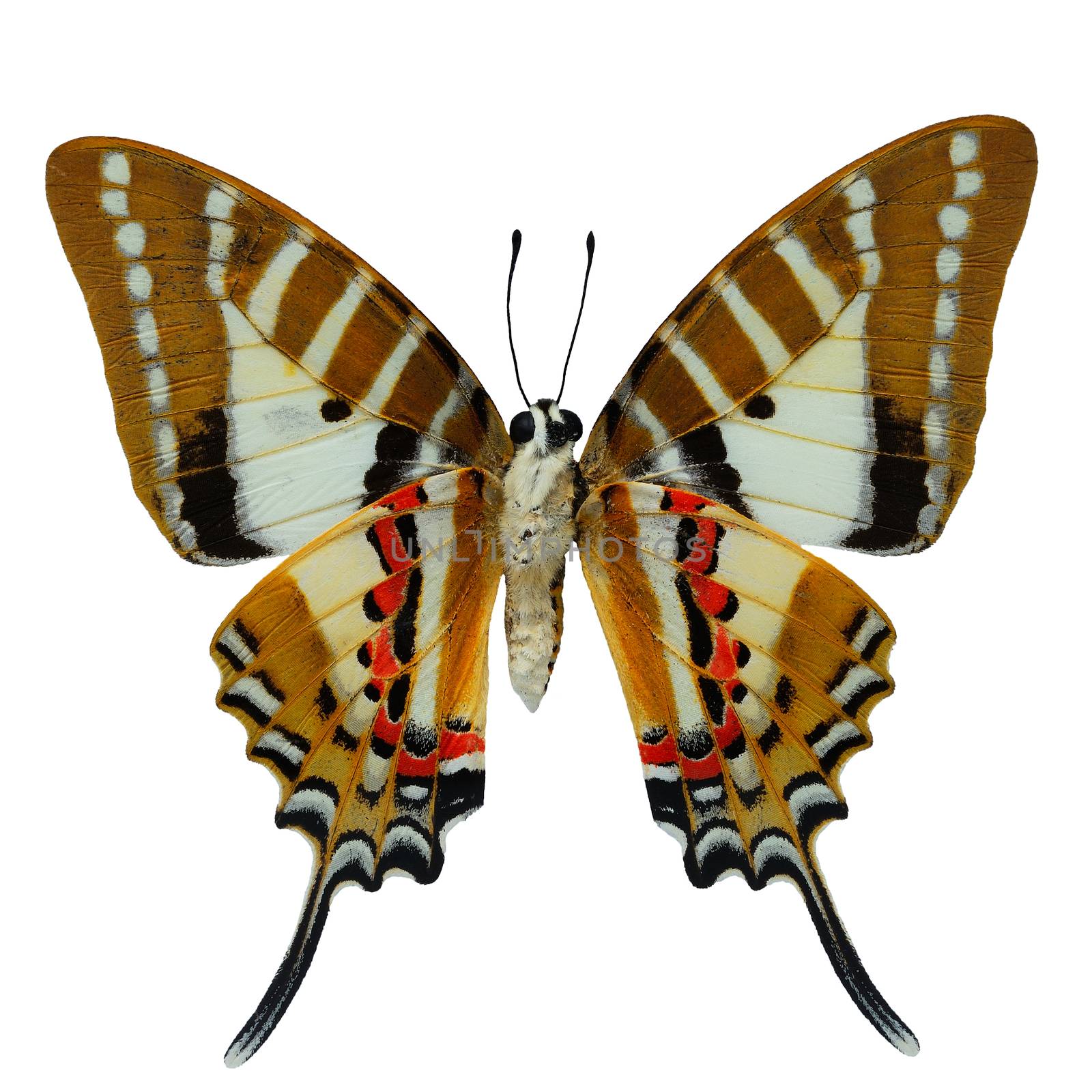 Spot Swordtail butterfly, (Graphium nomius), lower wing profile, isolated on white background