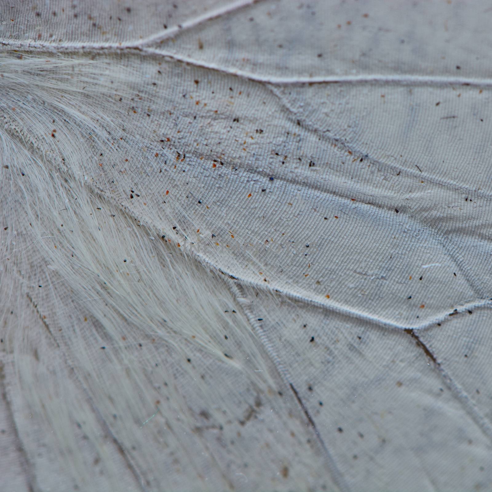 Nature texture, derived from white butterfly wing background