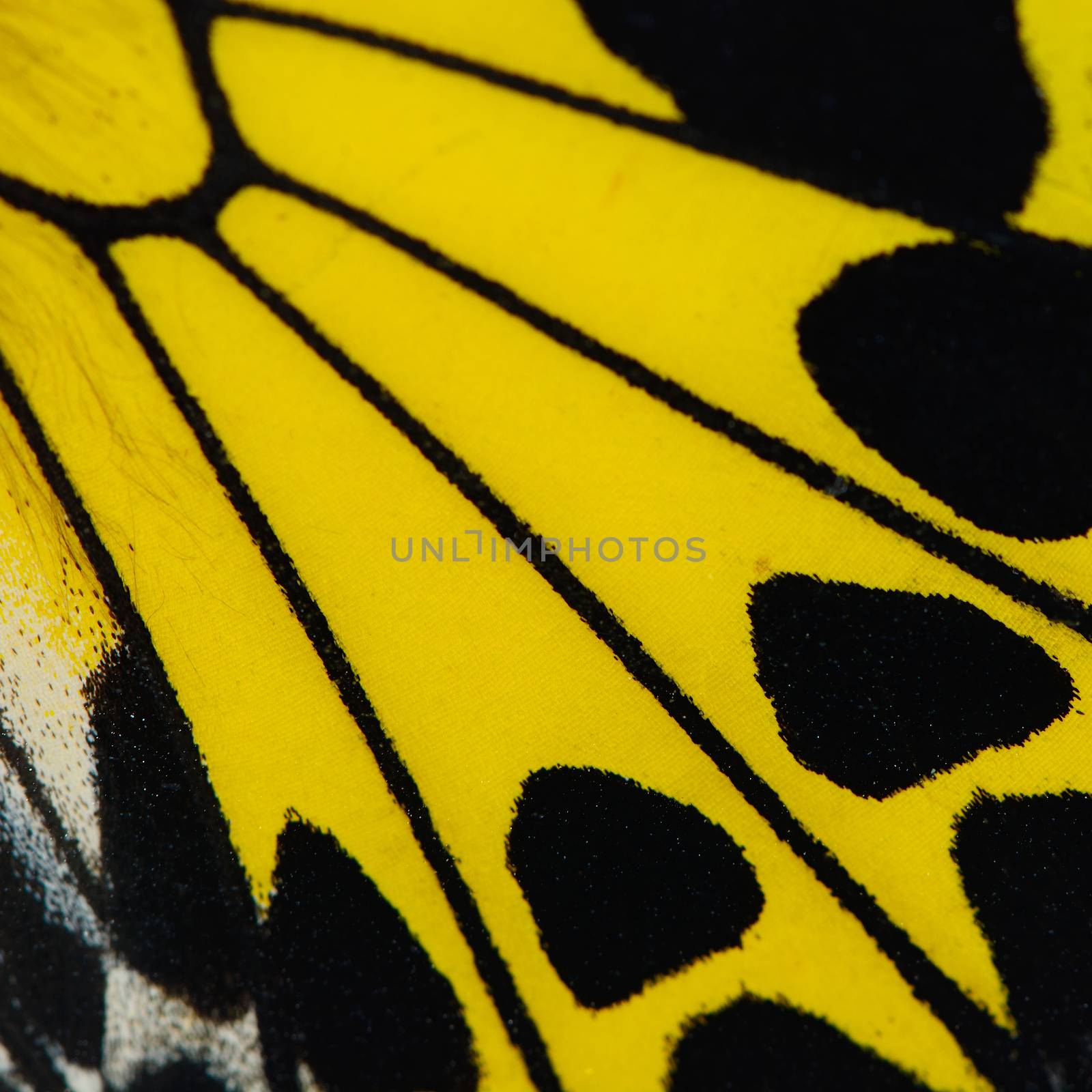 Nature texture, derived from yellow butterfly wing background