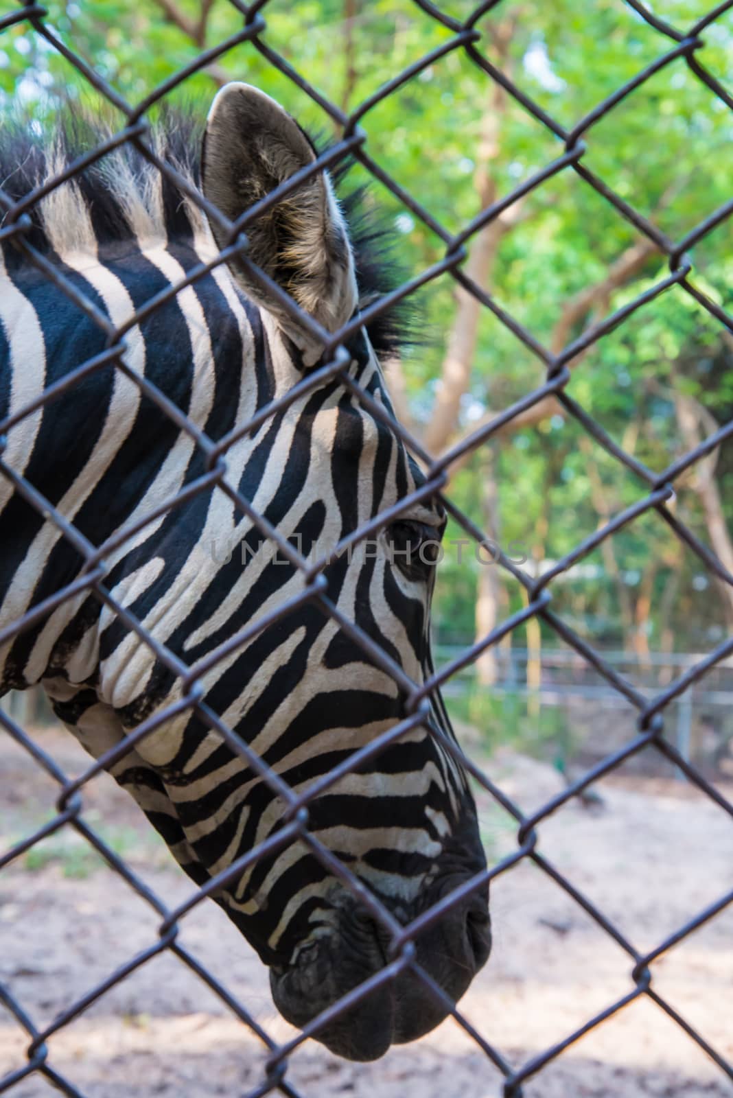 Portrait of a young zebra in the zoo.
