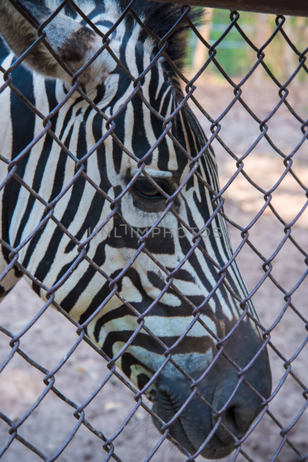 Portrait of a young zebra in the zoo.