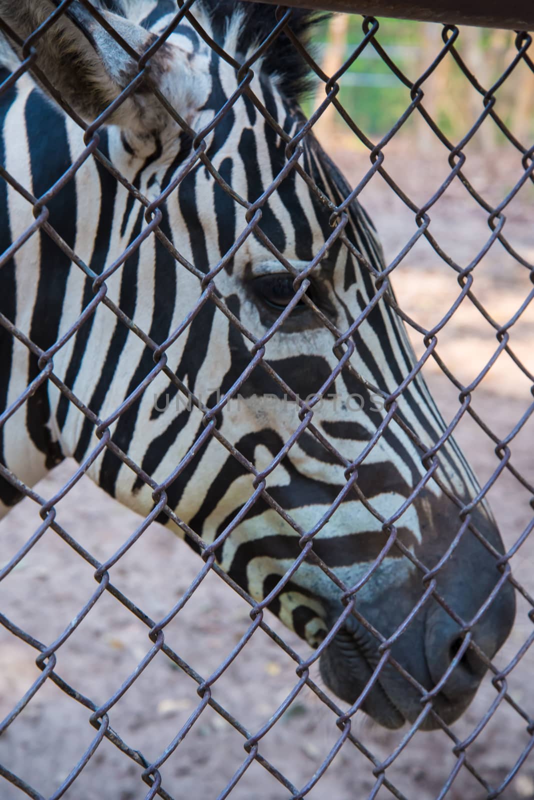 Portrait of a young zebra in the zoo.