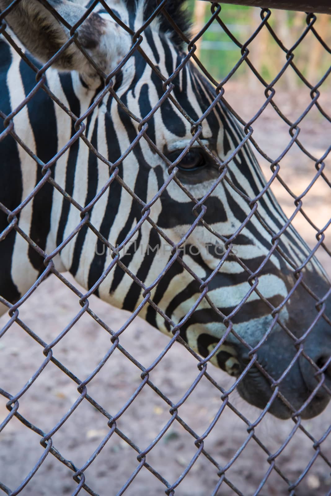 Portrait of a young zebra in the zoo.