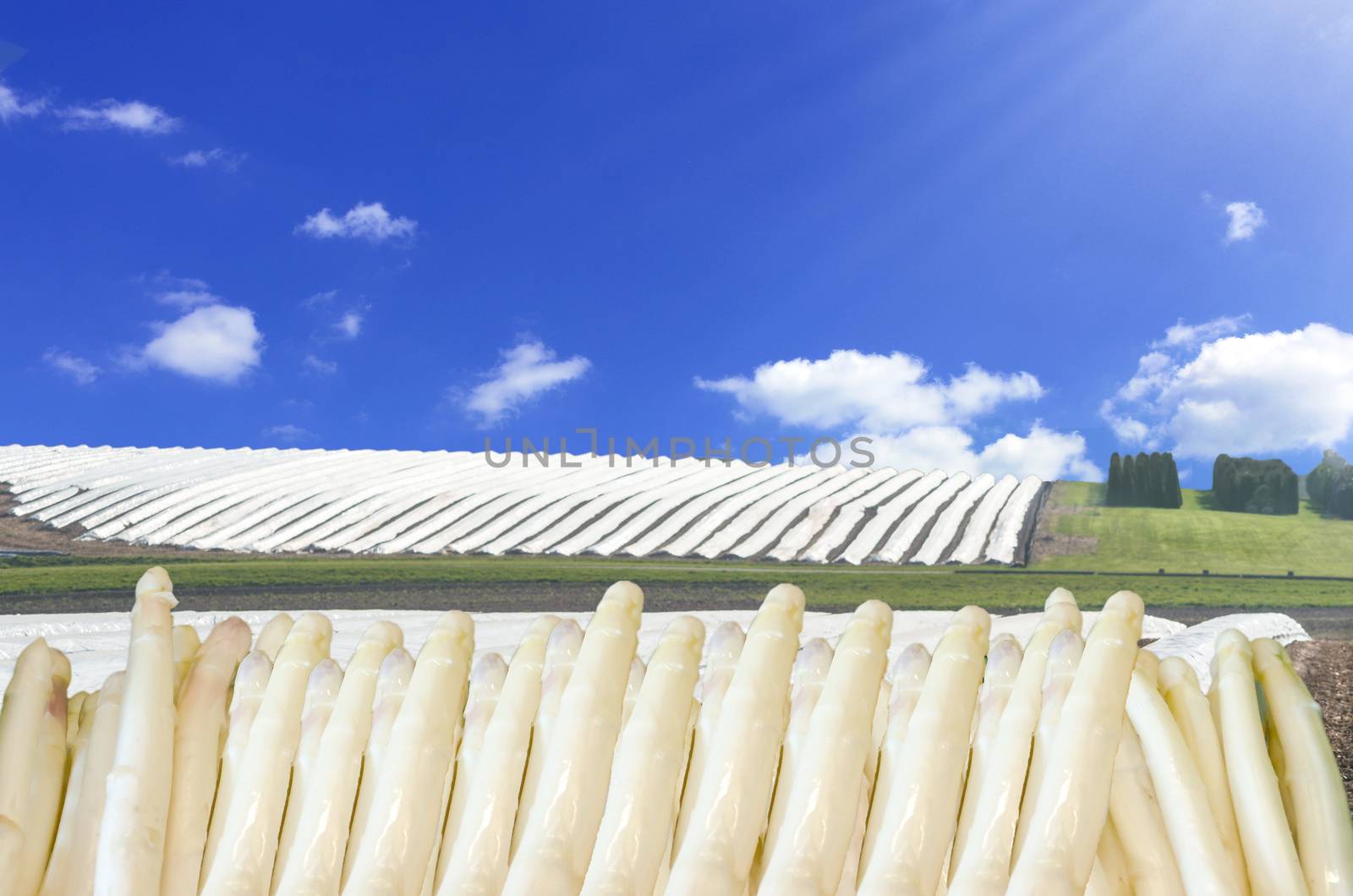 In the foreground fresh asparagus spears. Background Long asparagus beds with white plastic film covered in the spring season.