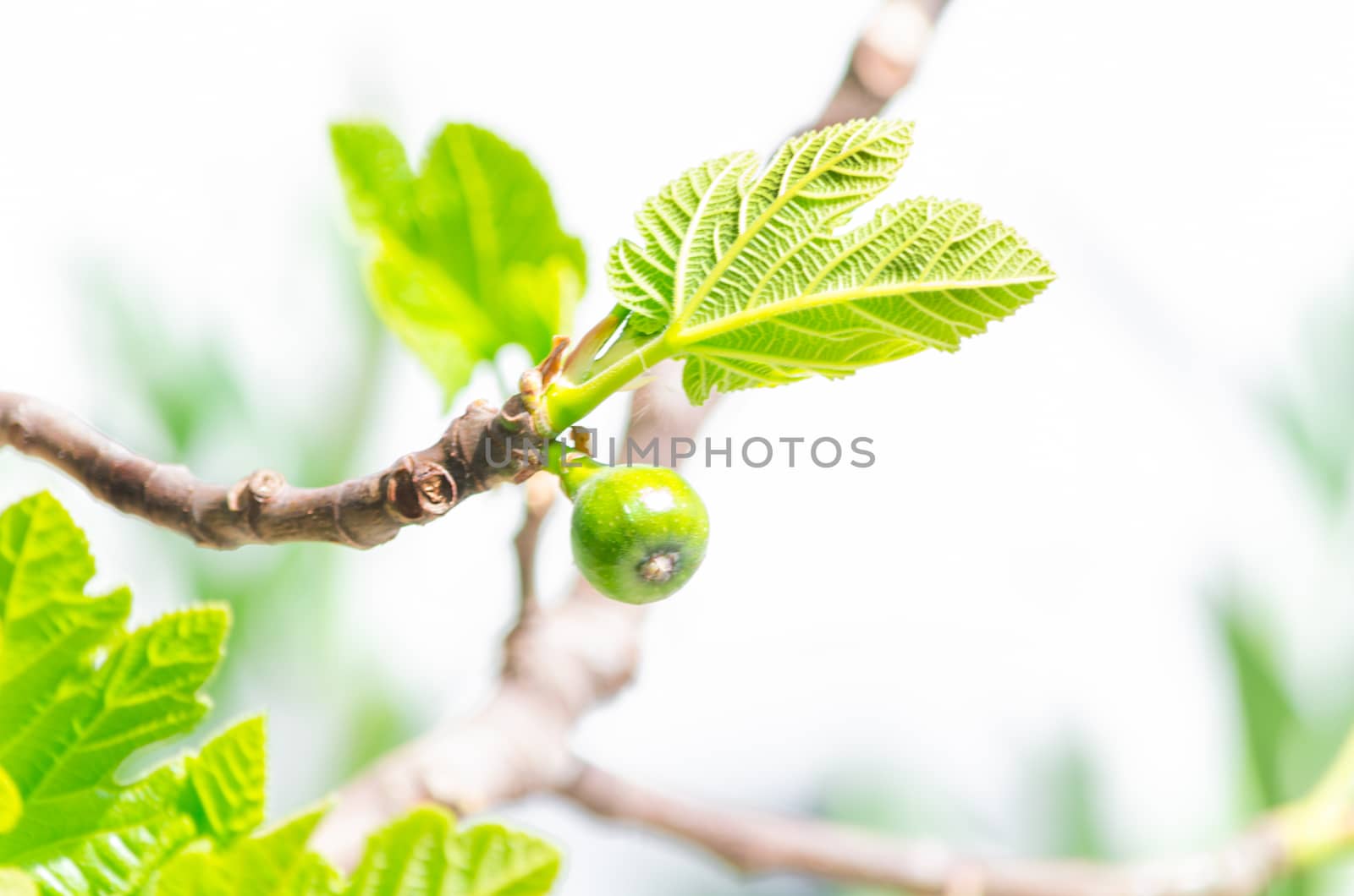 Close-up, figs on the branch of a fig tree.