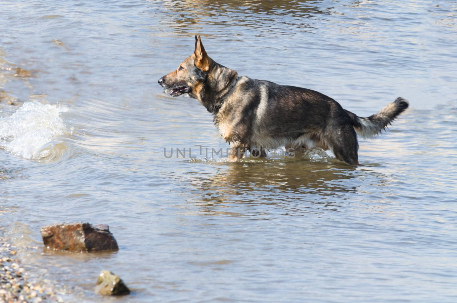 German Shepherd outdoors enjoying the water