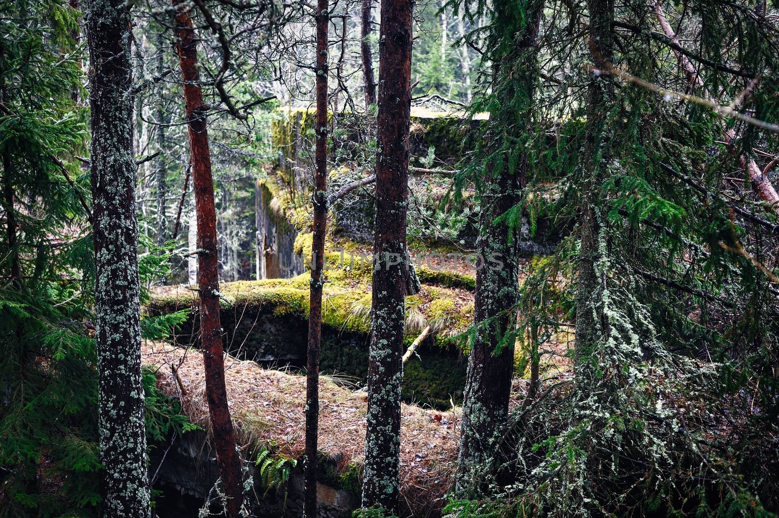 Moss on the old ruins in coniferous forest