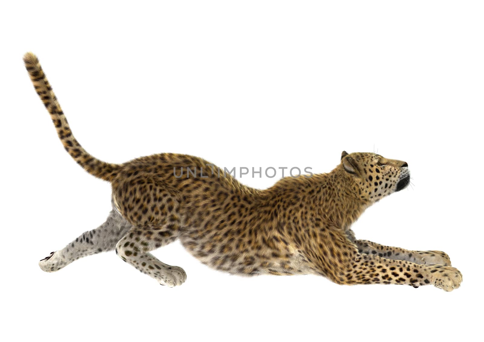 3D digital render of a big cat leopard stretching isolated on white background