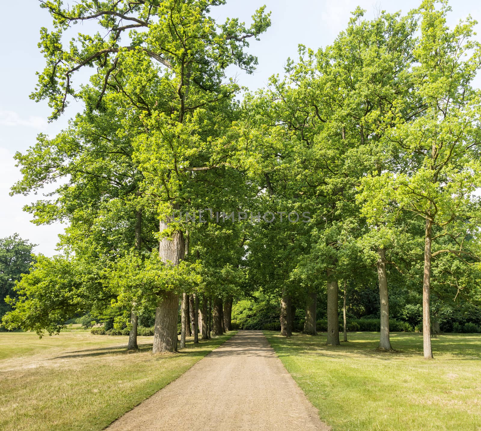 old trees in big park with walking lane