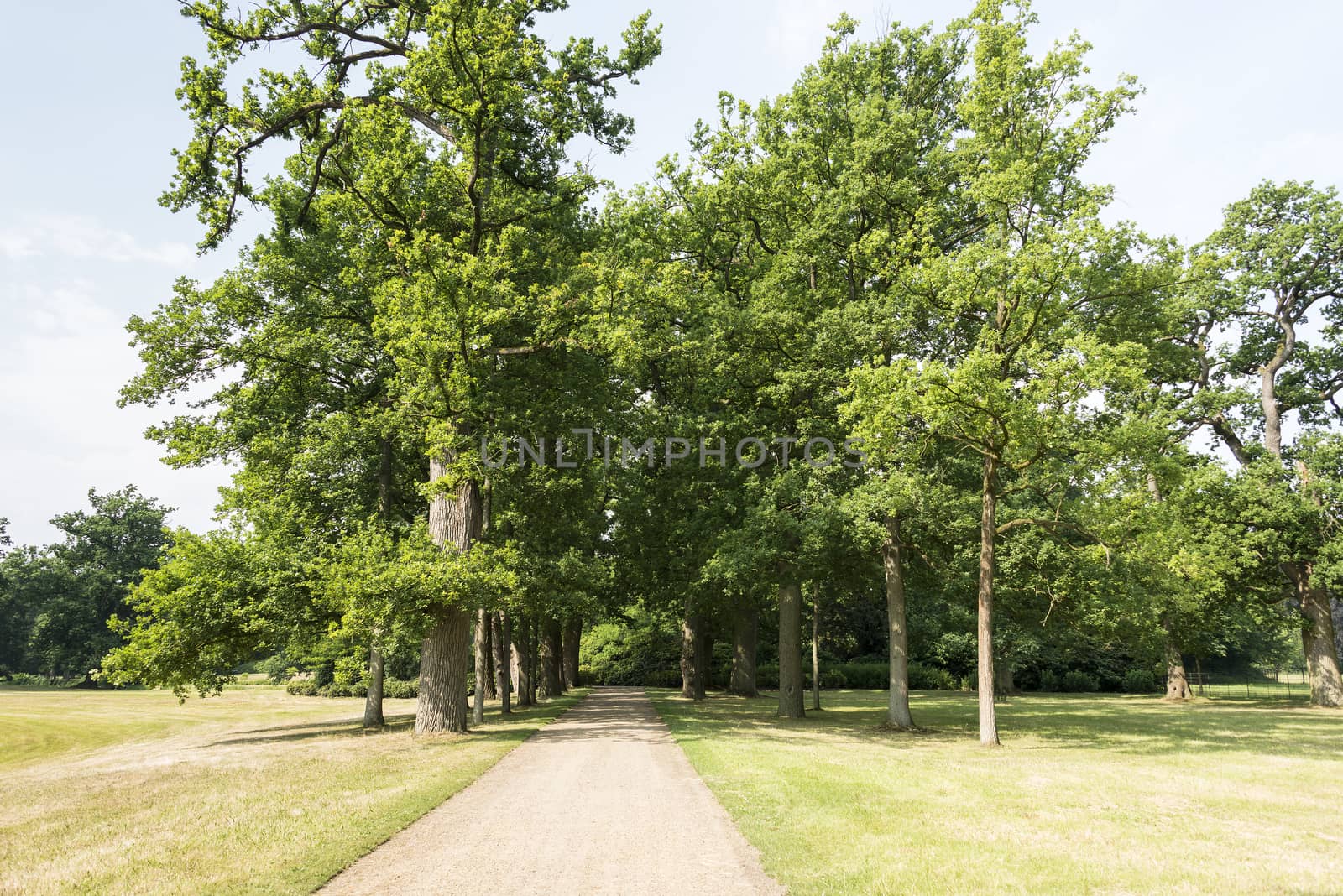 lane with green trees by compuinfoto