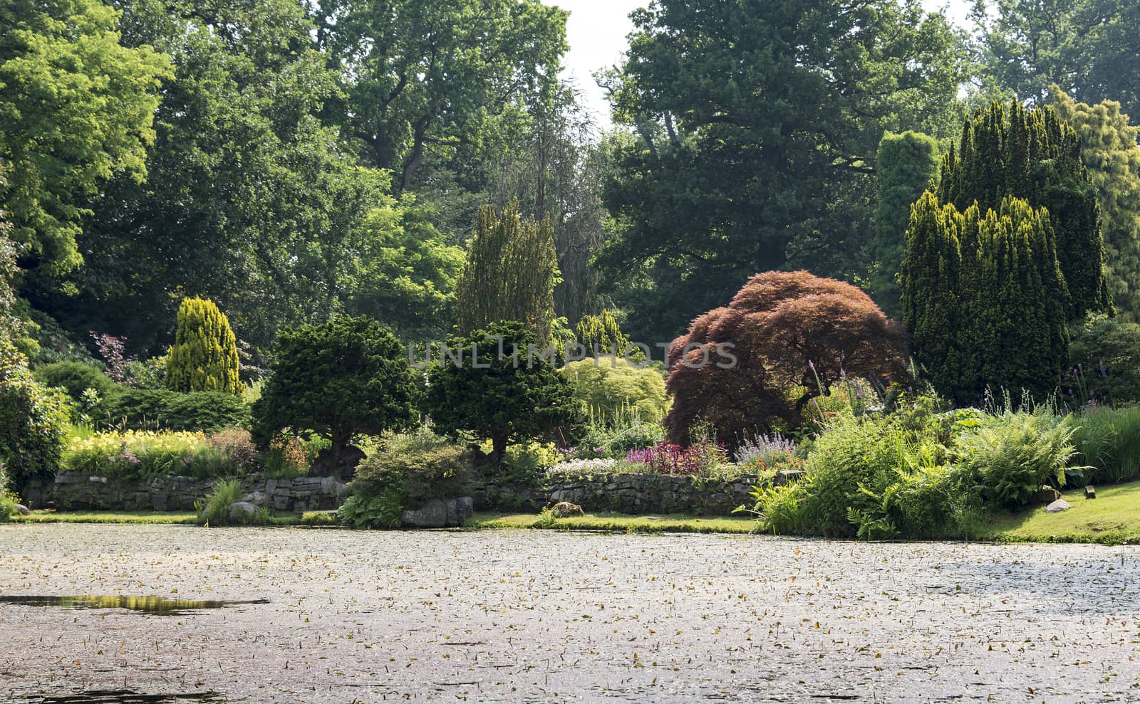 big green garden with water pond and decorated plants and trees