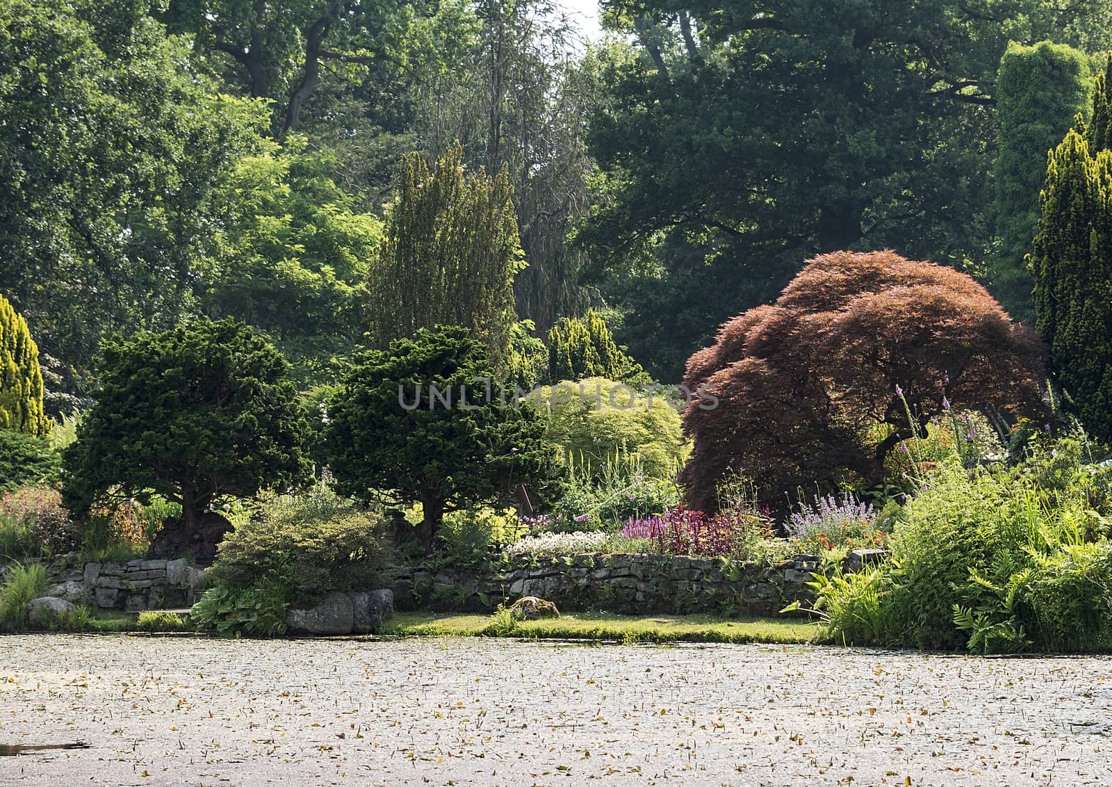 big green garden with water pond and decorated plants and trees