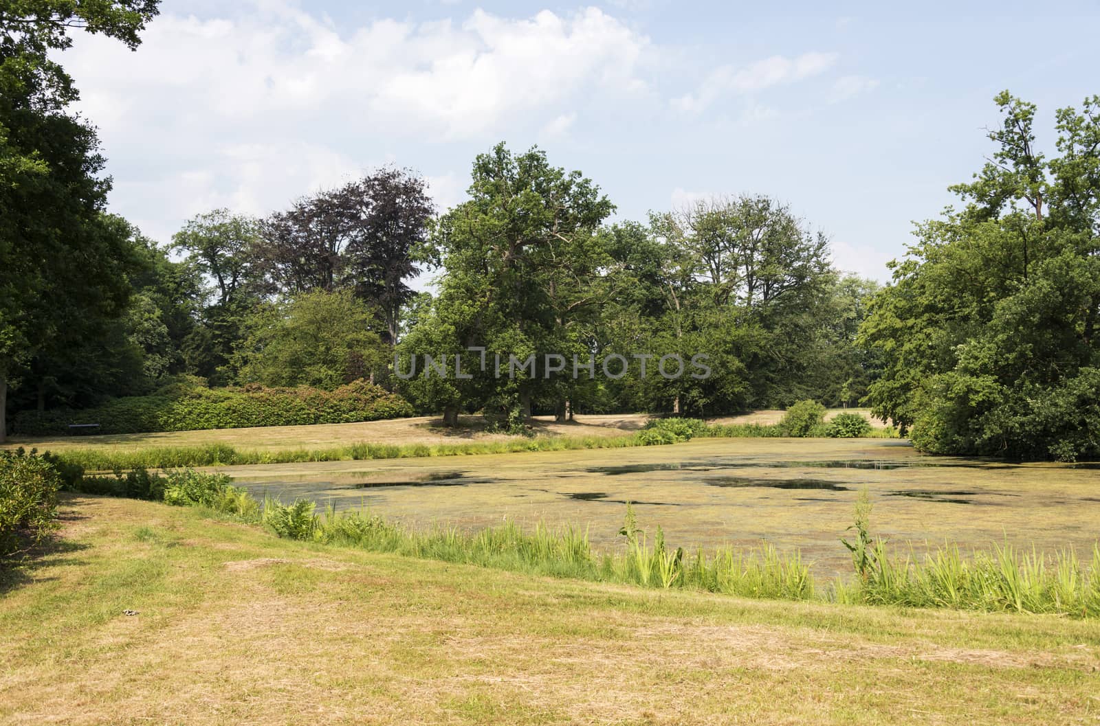 big green garden with water pond and decorated plants and trees