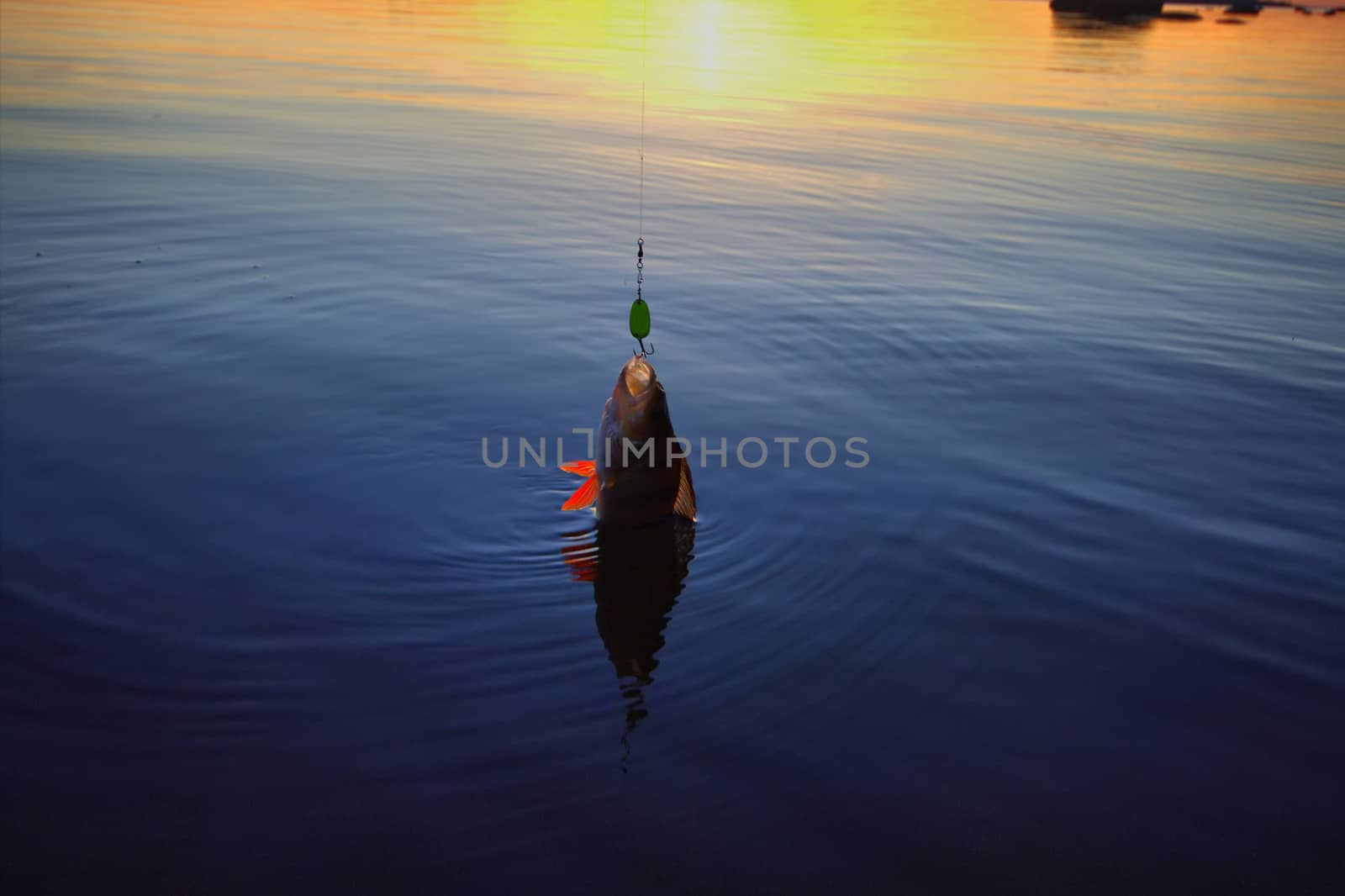 summer catching fishing of a perch in the evening