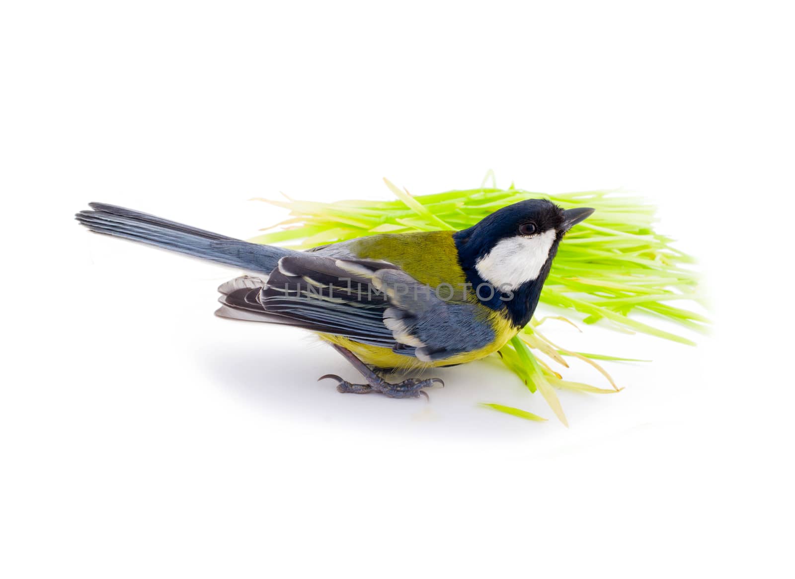 great tit on a branch on a white background