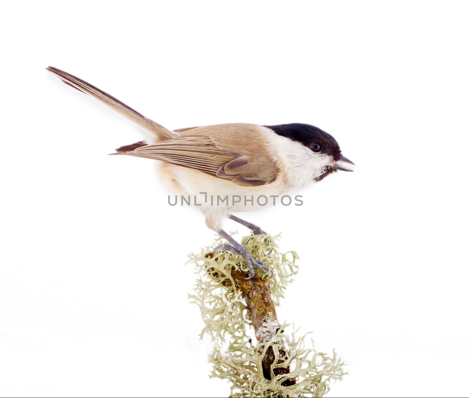 Willow tit Parus montanus on a white background by max51288