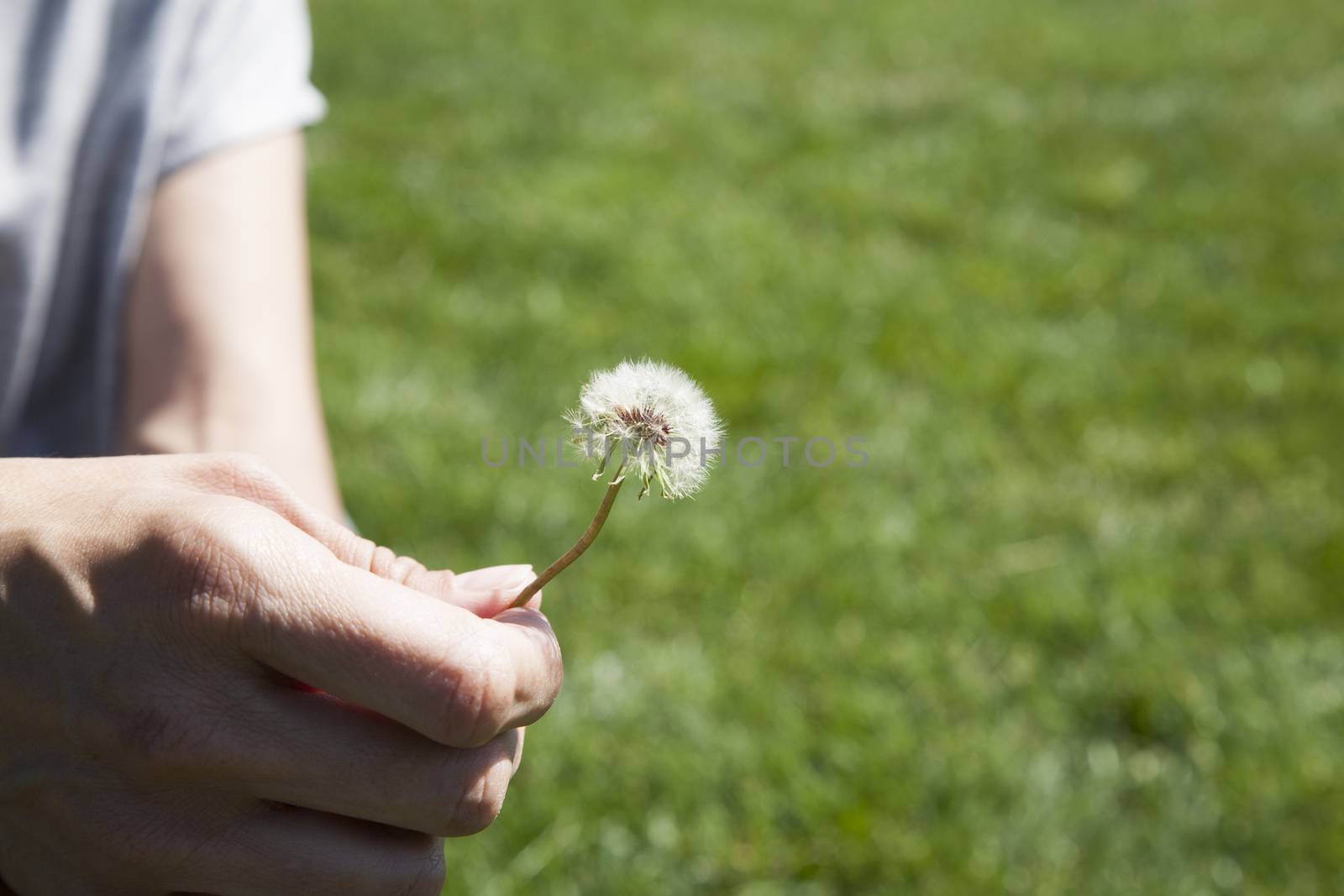 woman grey color shirt make a wish blowing dandelion plant holding in her hand in green park