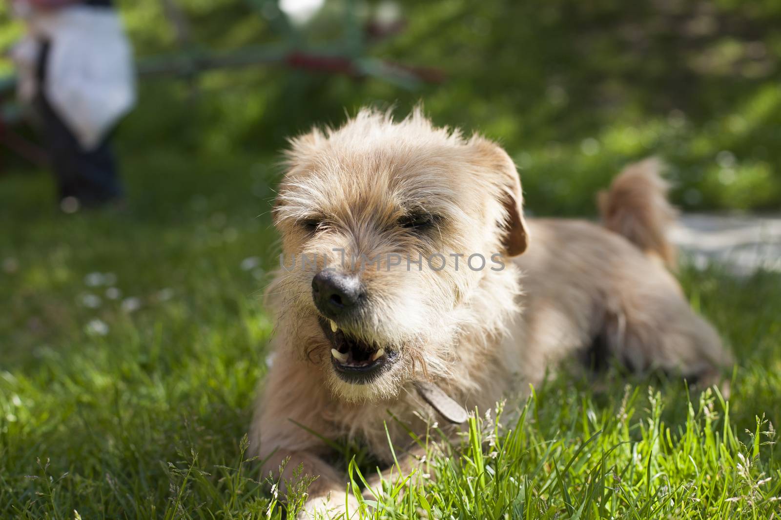 one brown terrier breed dog lying on green grass lawn showing his teeth