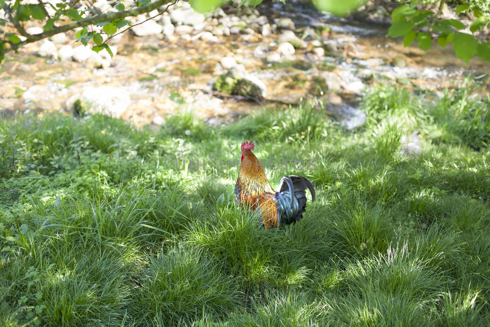 colorful pretty rooster in green grass next to river