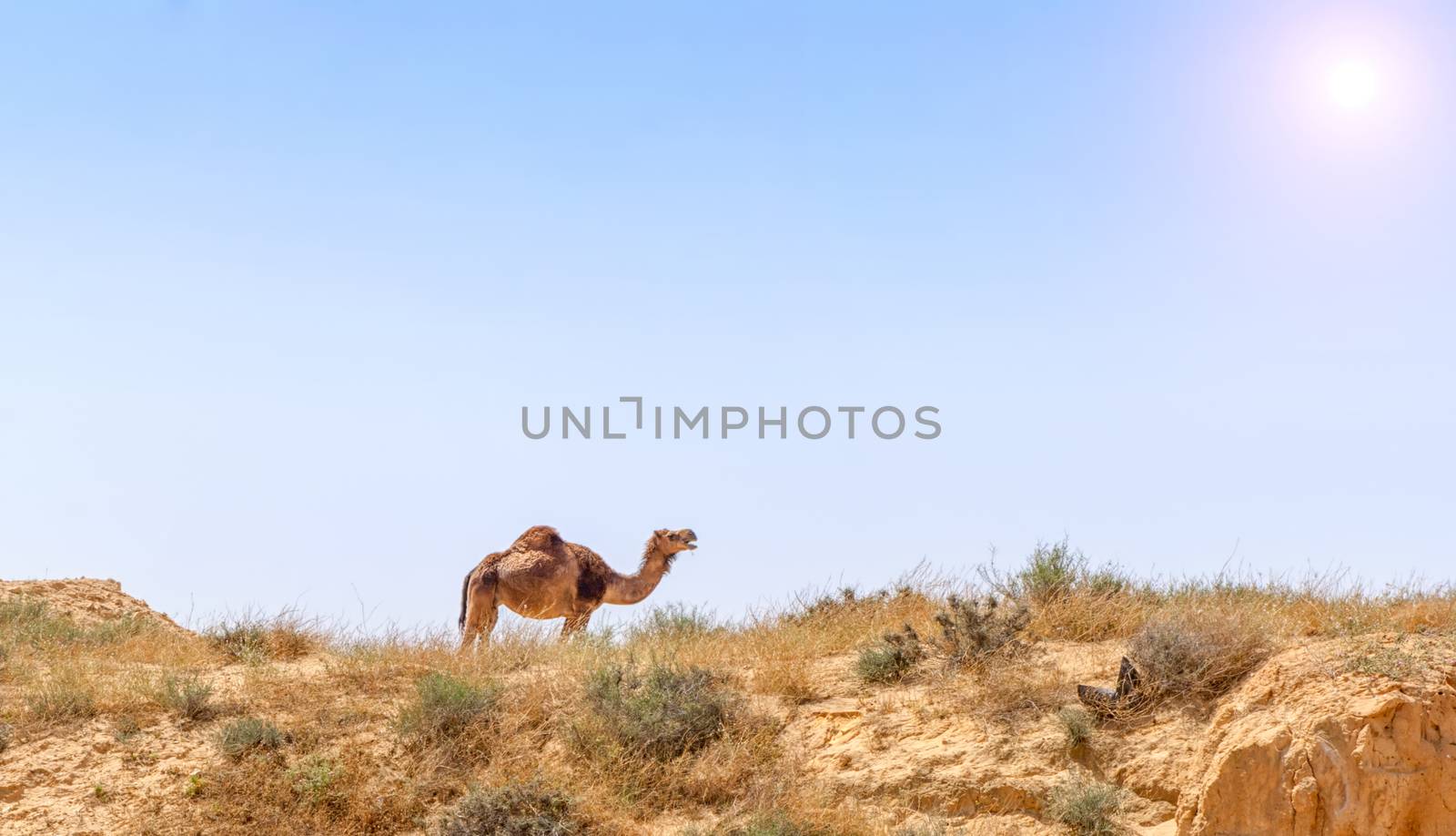 Arabian Camel graze at the Israeli Negev Desert. Israel