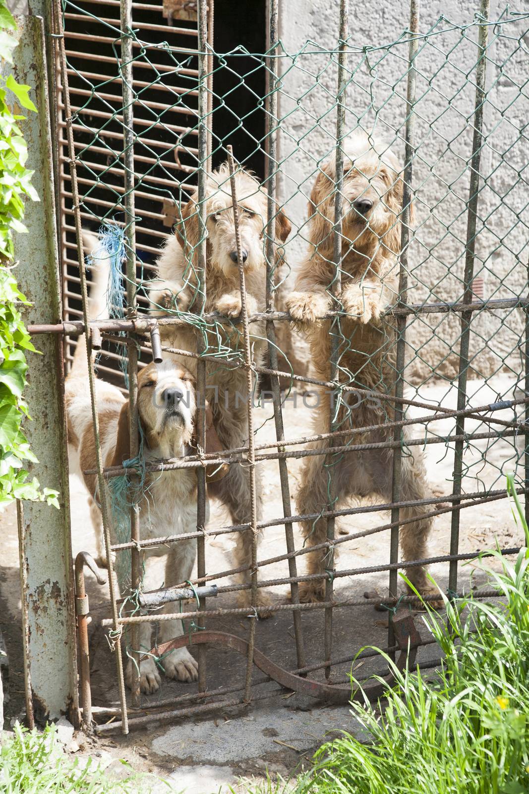 three dogs locked by quintanilla