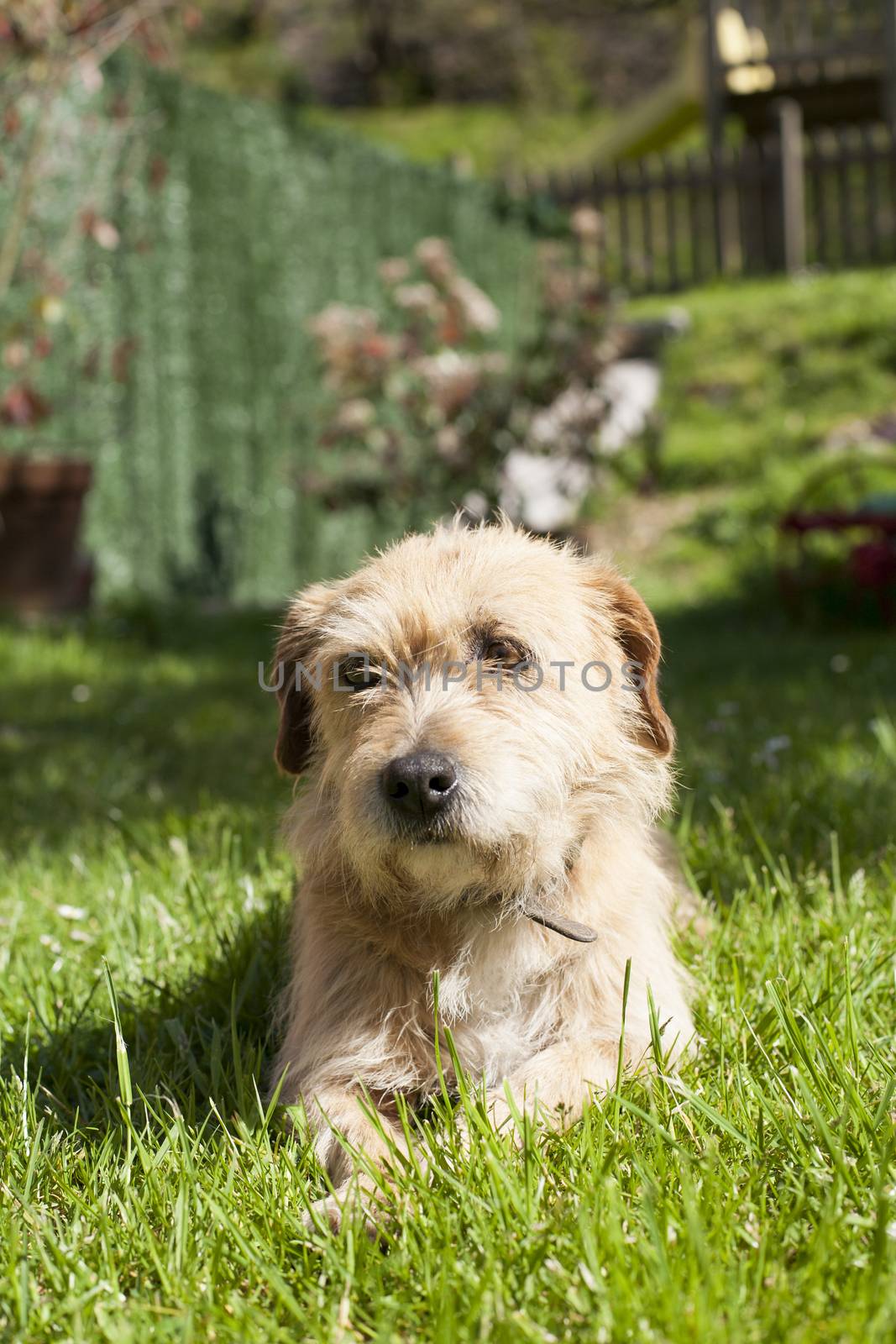 brown terrier breed dog lying on green grass lawn