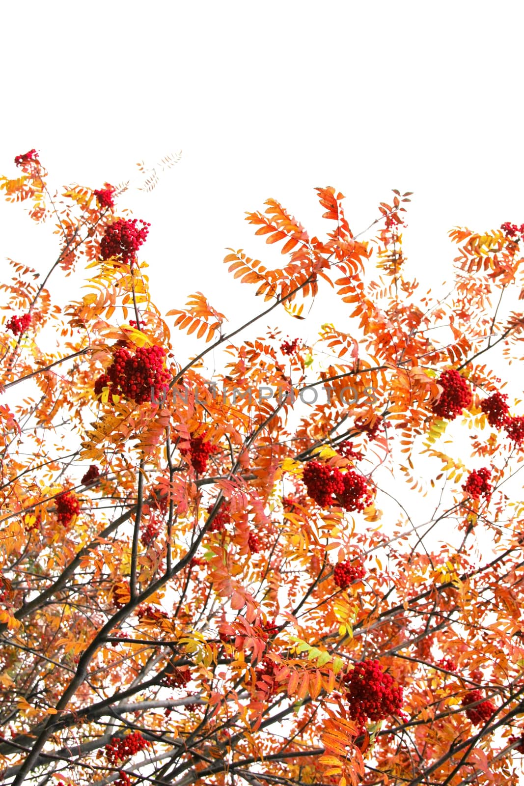 Red Rowan berries naturally hanging on autumn tree