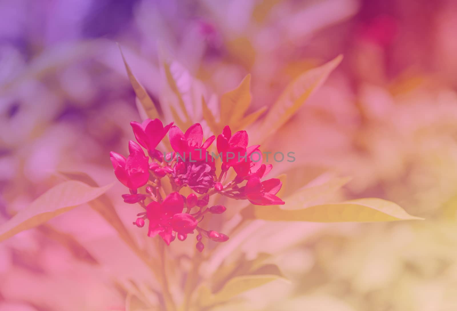 Beautiful flower, beautiful nature blur background, sweet flower