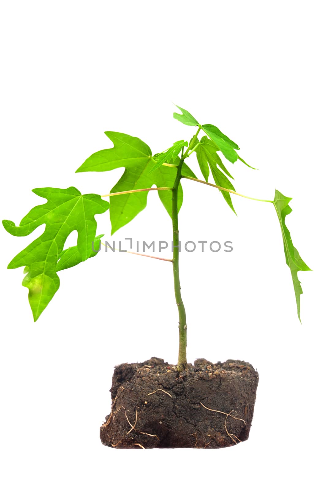 Tree isolated on white background, Papaya plant