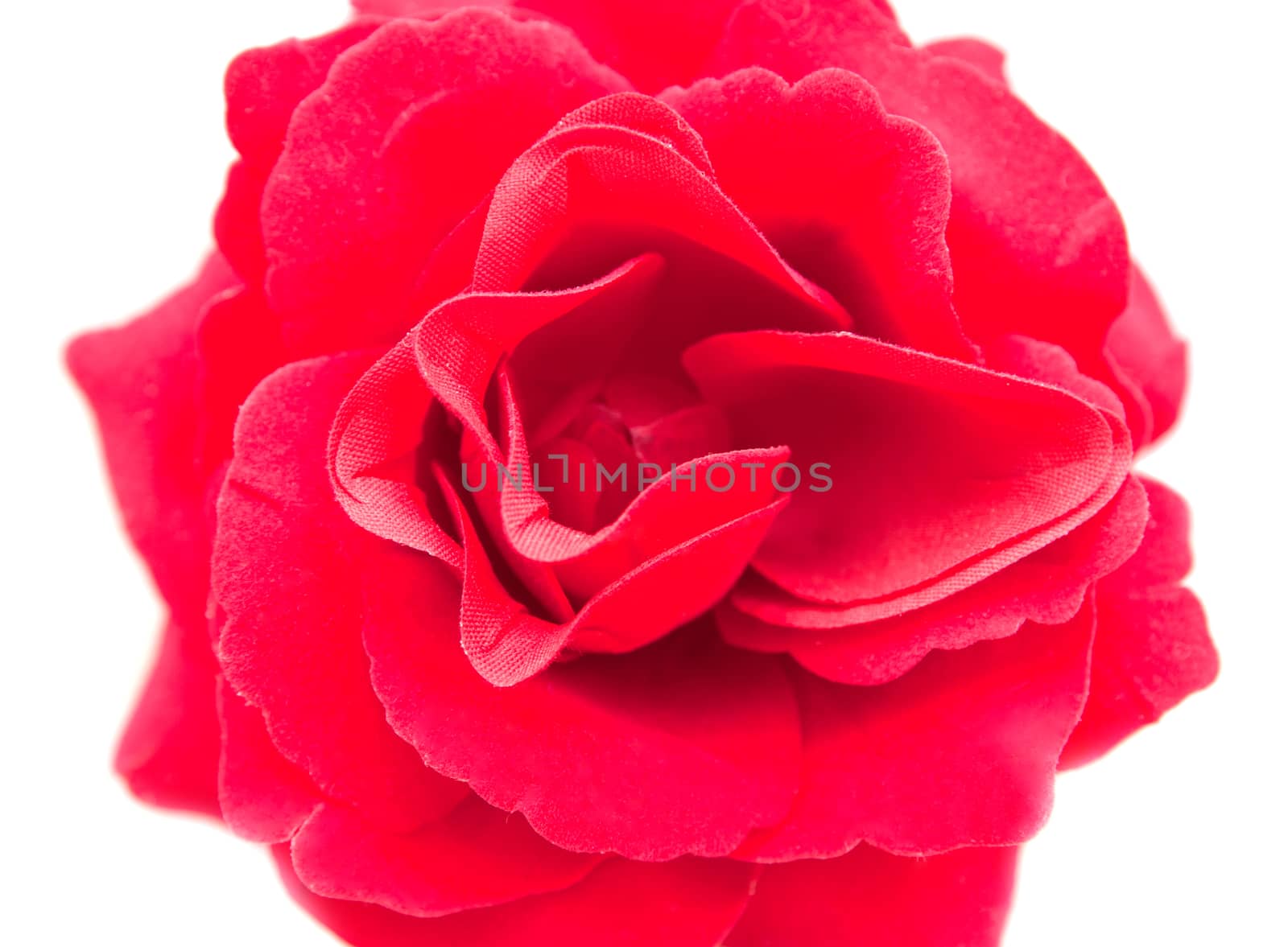Beautiful flower, Artificial flower isolated on white background