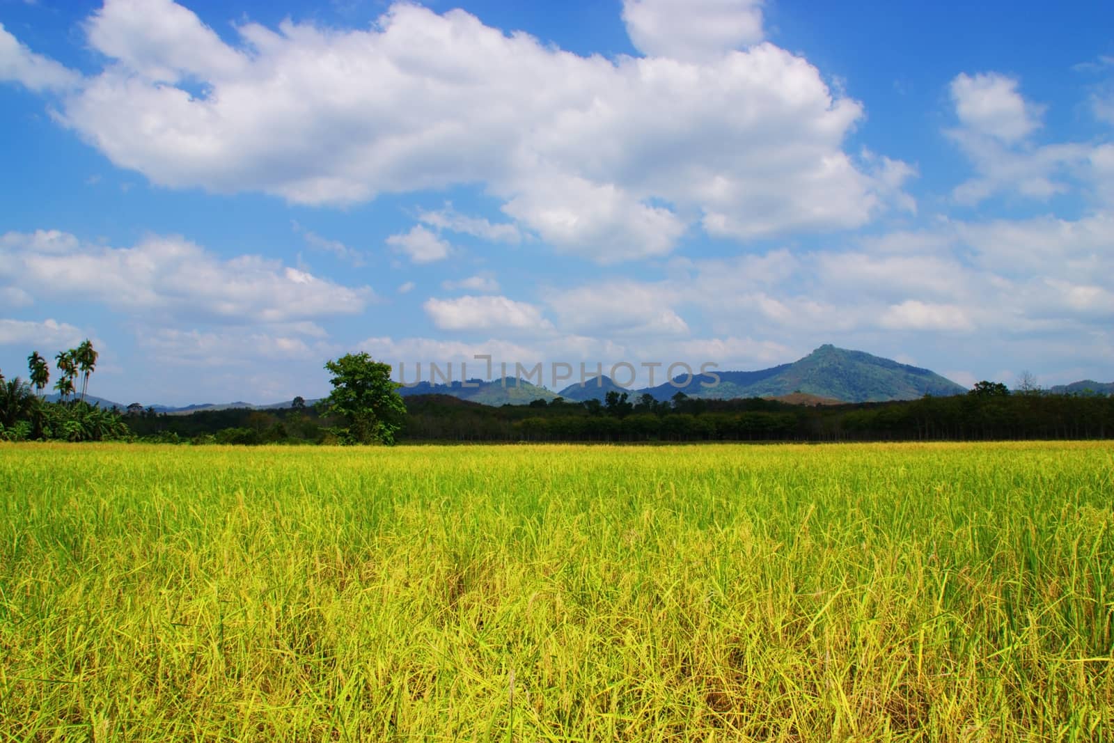 Beautiful nature and beautiful of rice fields with cloud and sky