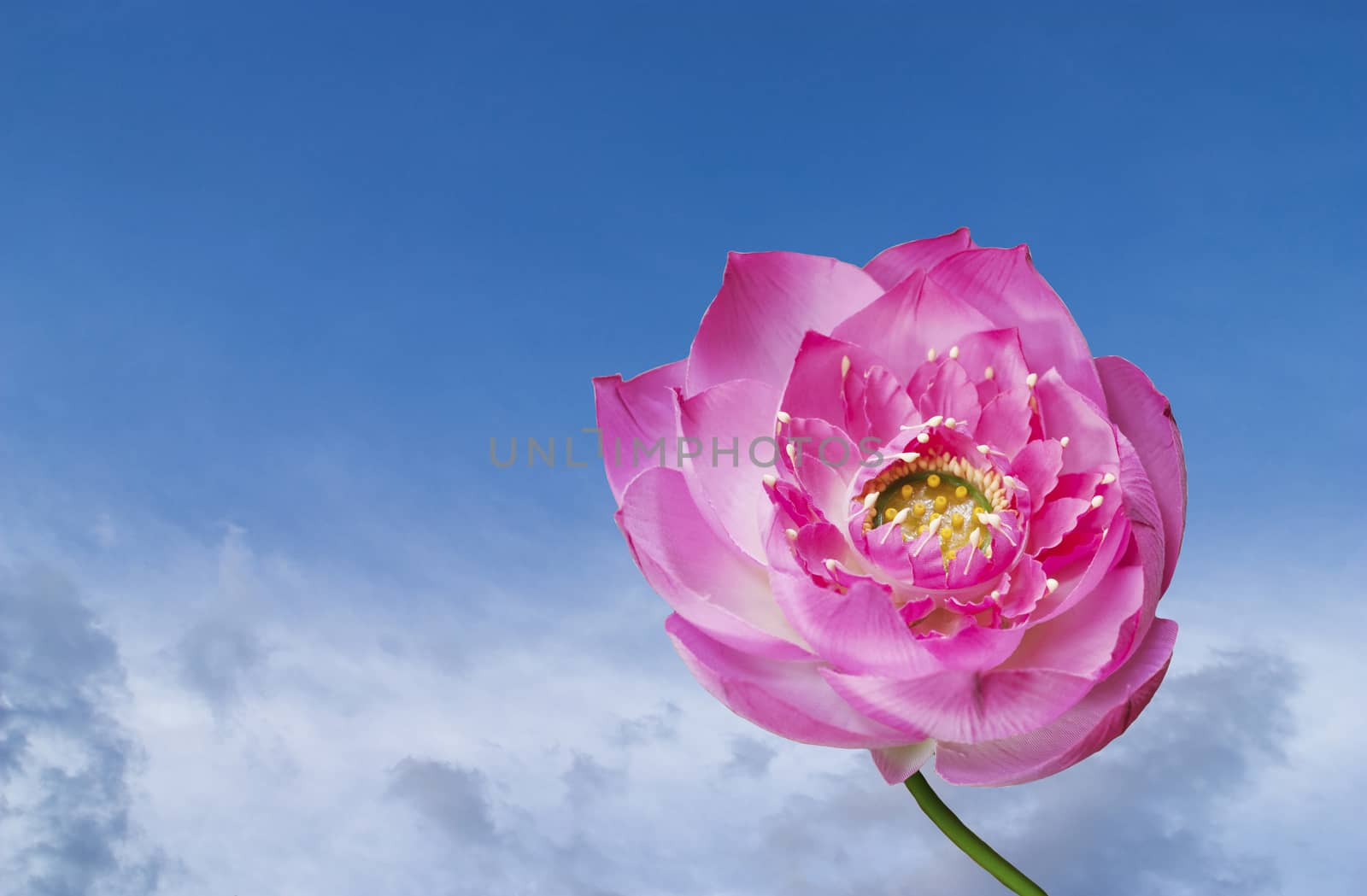 Pink lotus with blue sky by jimbophoto