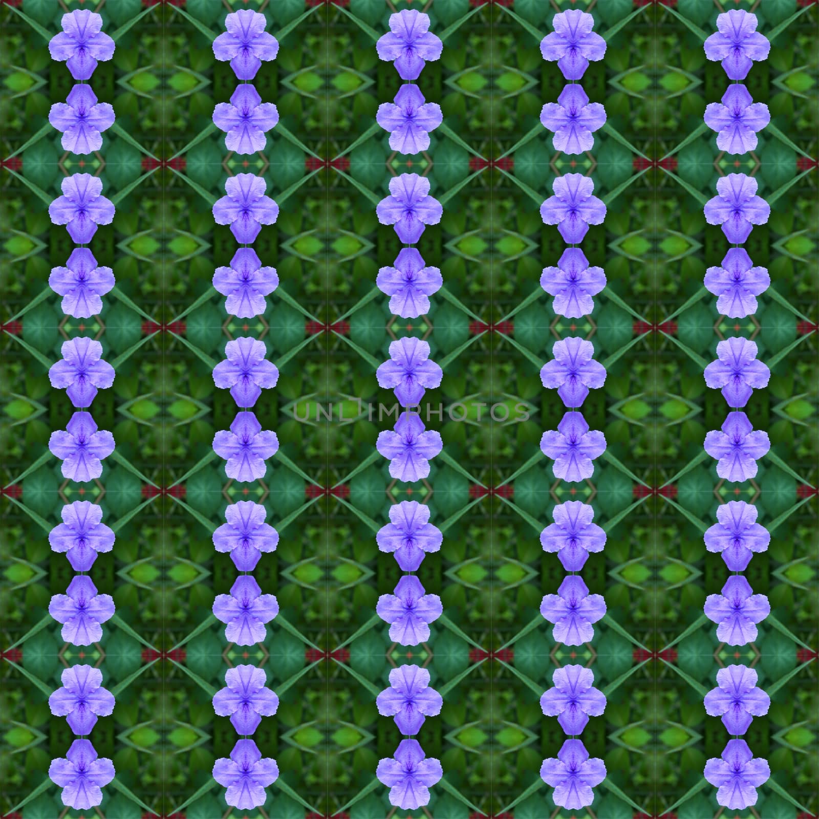 Ruellia tuberosa Linn, bright purple in full bloom seamless use as pattern and wallpaper.
