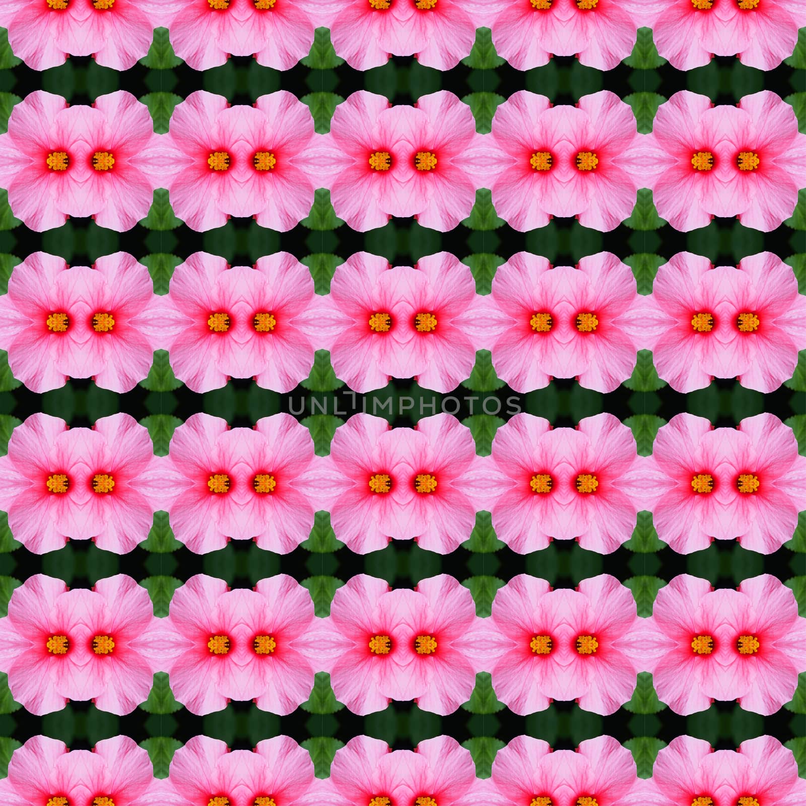 Pink hibiscus flower in full bloom seamless use as pattern and wallpaper.