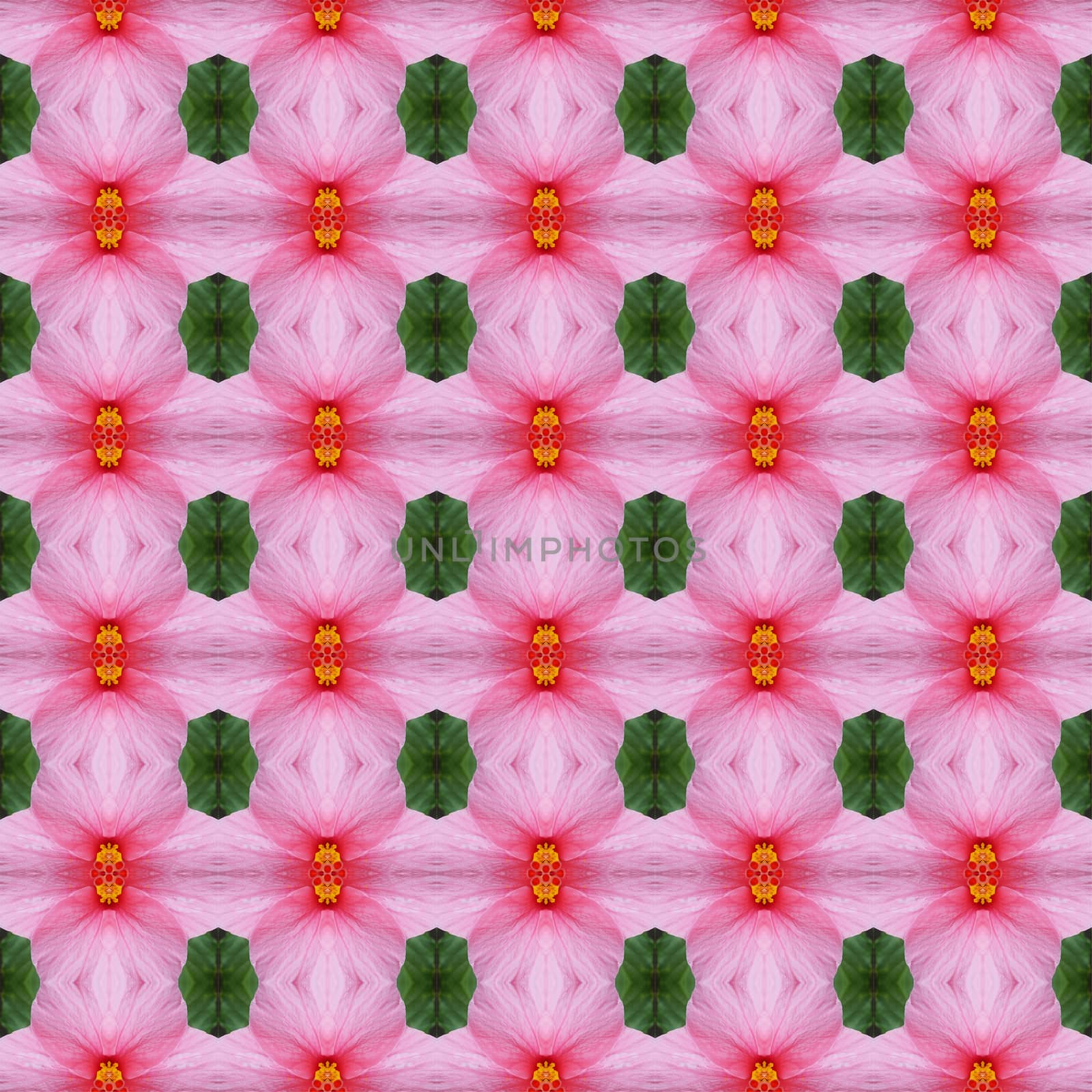 Pink hibiscus flower in full bloom seamless use as pattern and wallpaper.